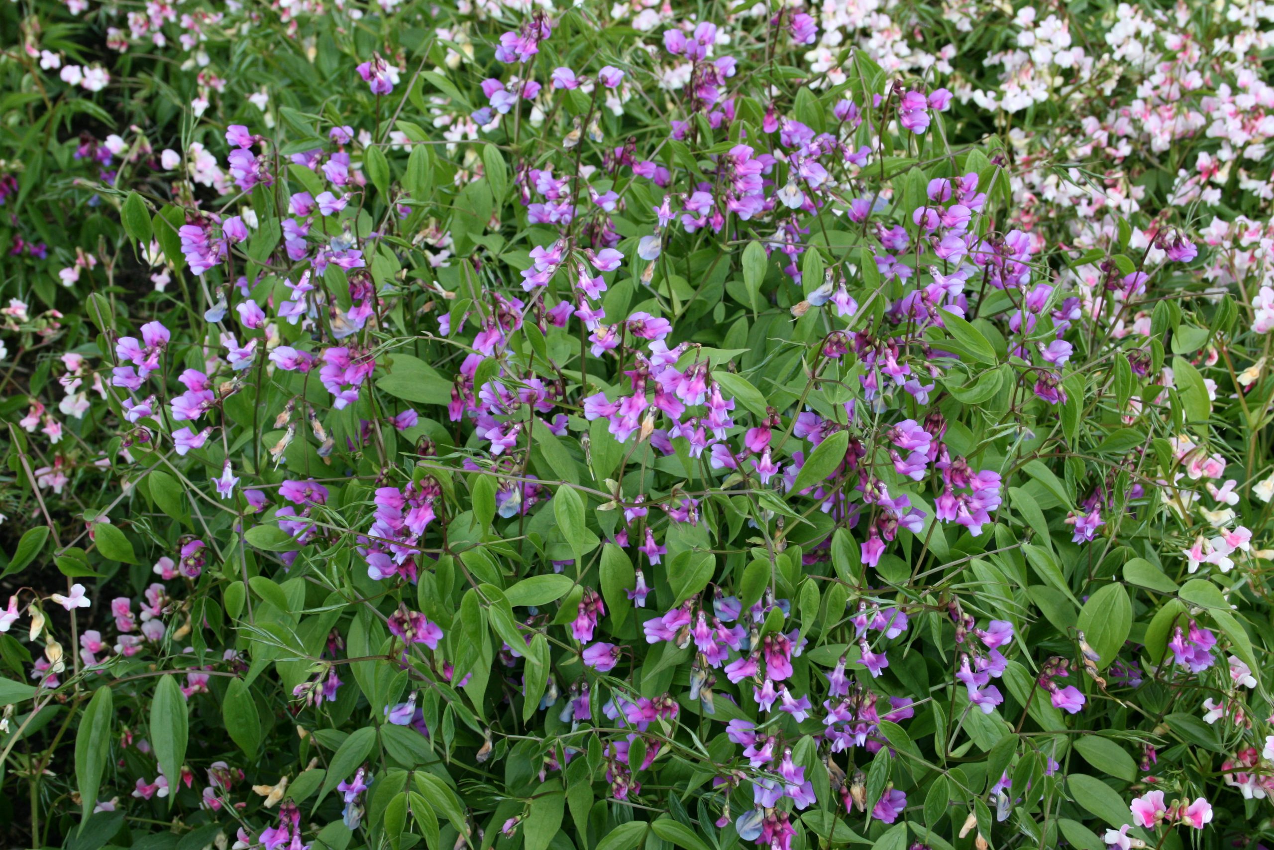 2887_lathyrus_vernus_SS_002.jpeg