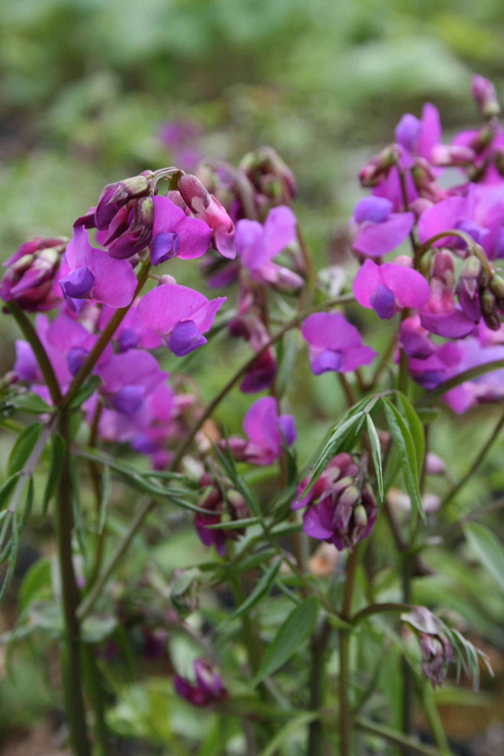 2888_lathyrus_vernus_SS_003.jpeg
