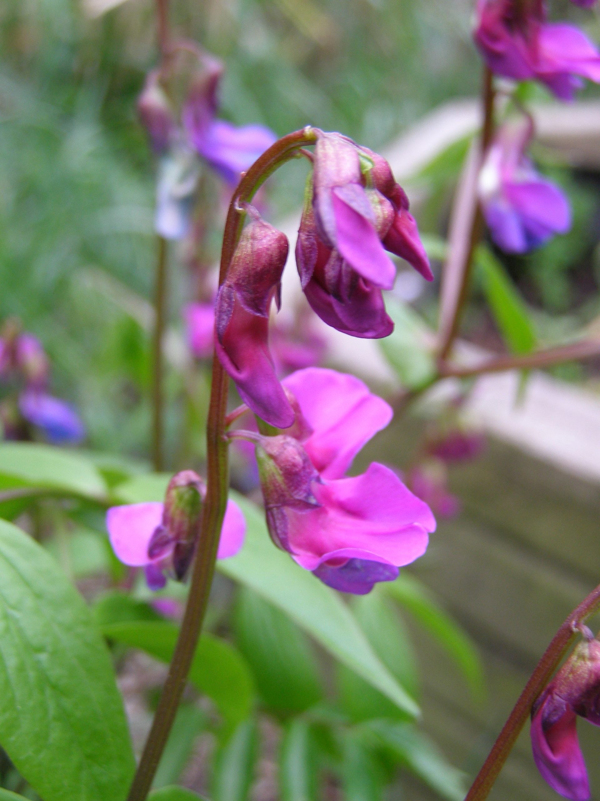 2890_lathyrus_vernus_XS_005.jpeg