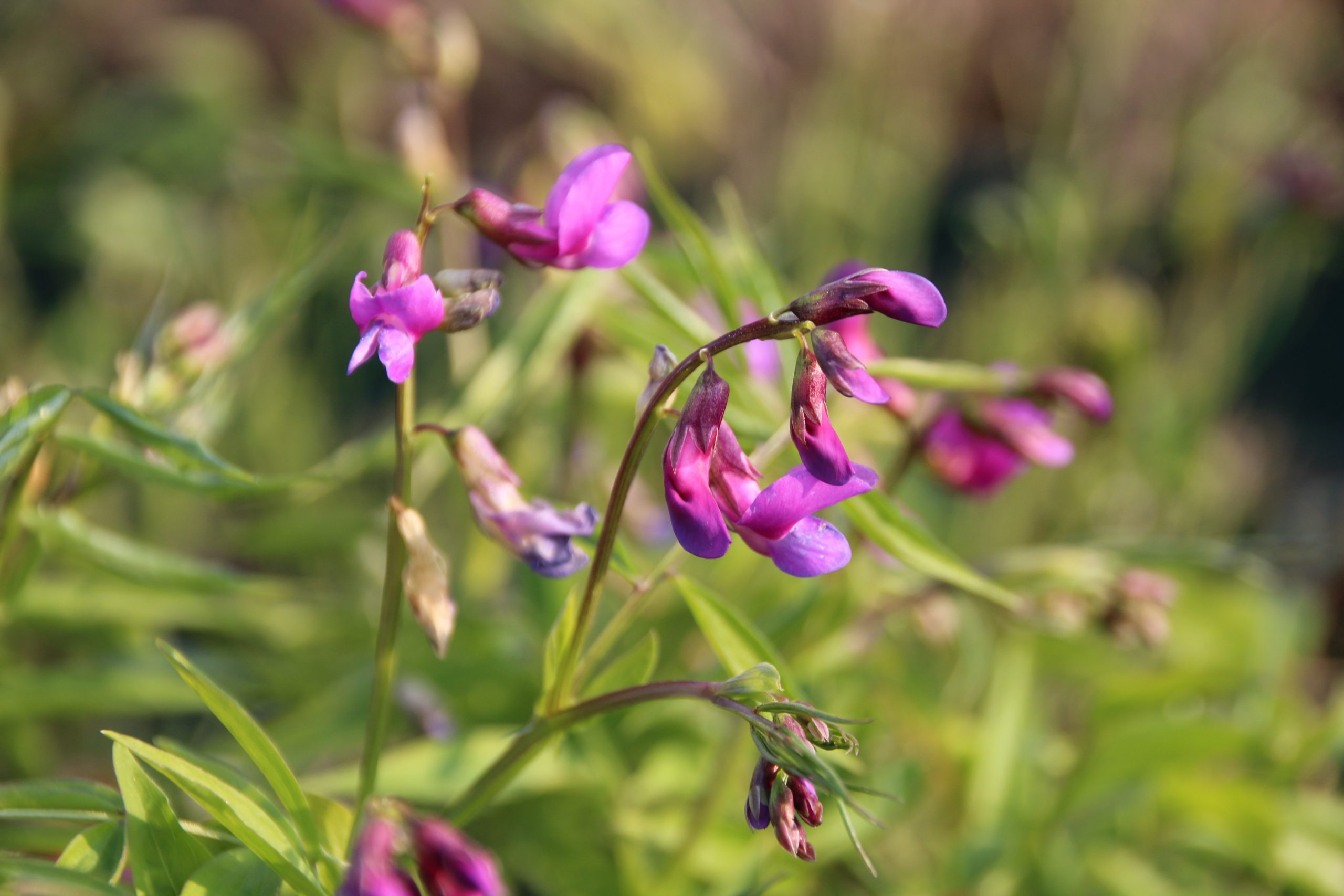 2891_lathyrus_vernus_SS_006.jpeg