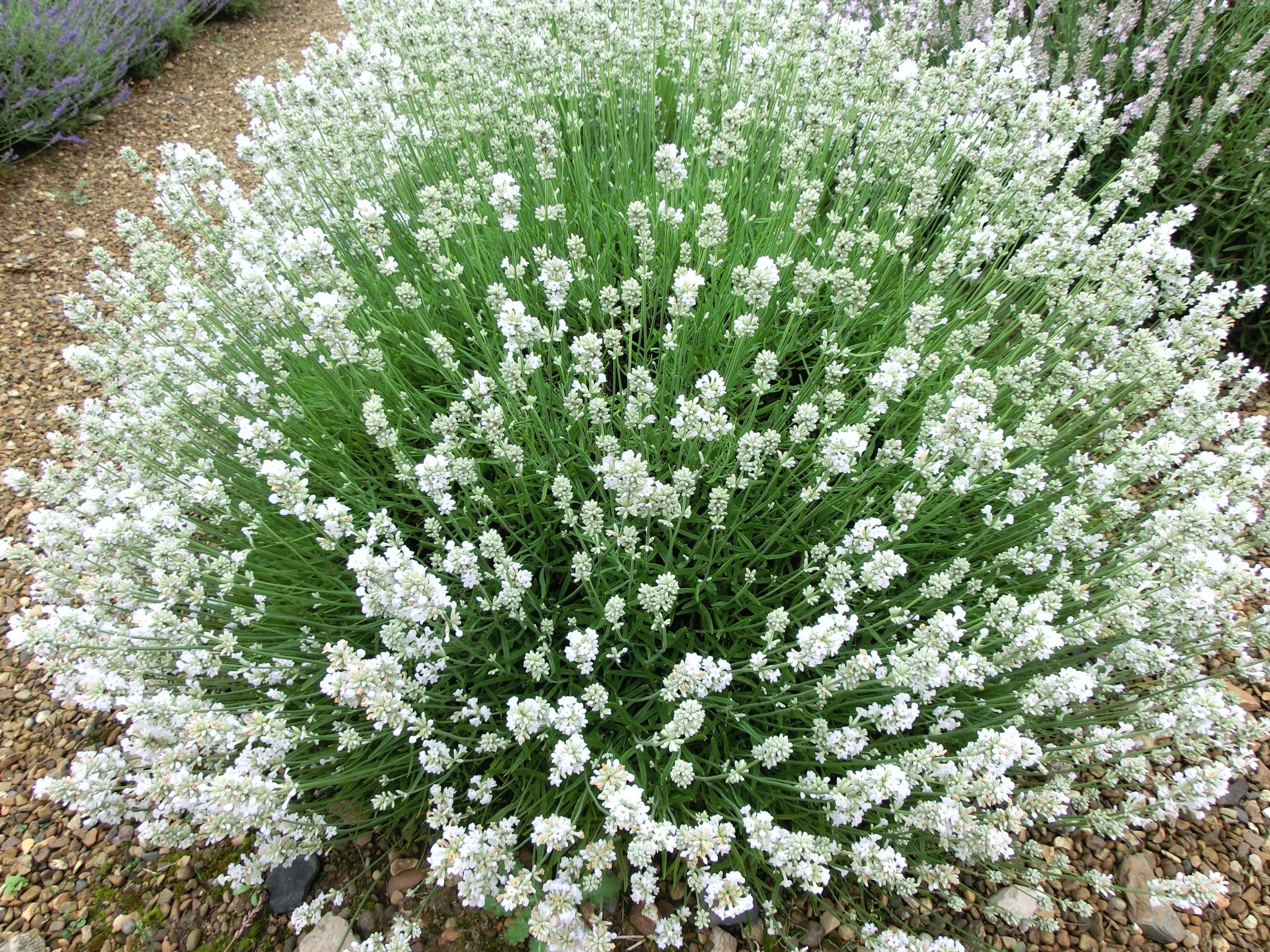 2892_lavandula_angustifolia_arctic_snow_XS_001.jpeg