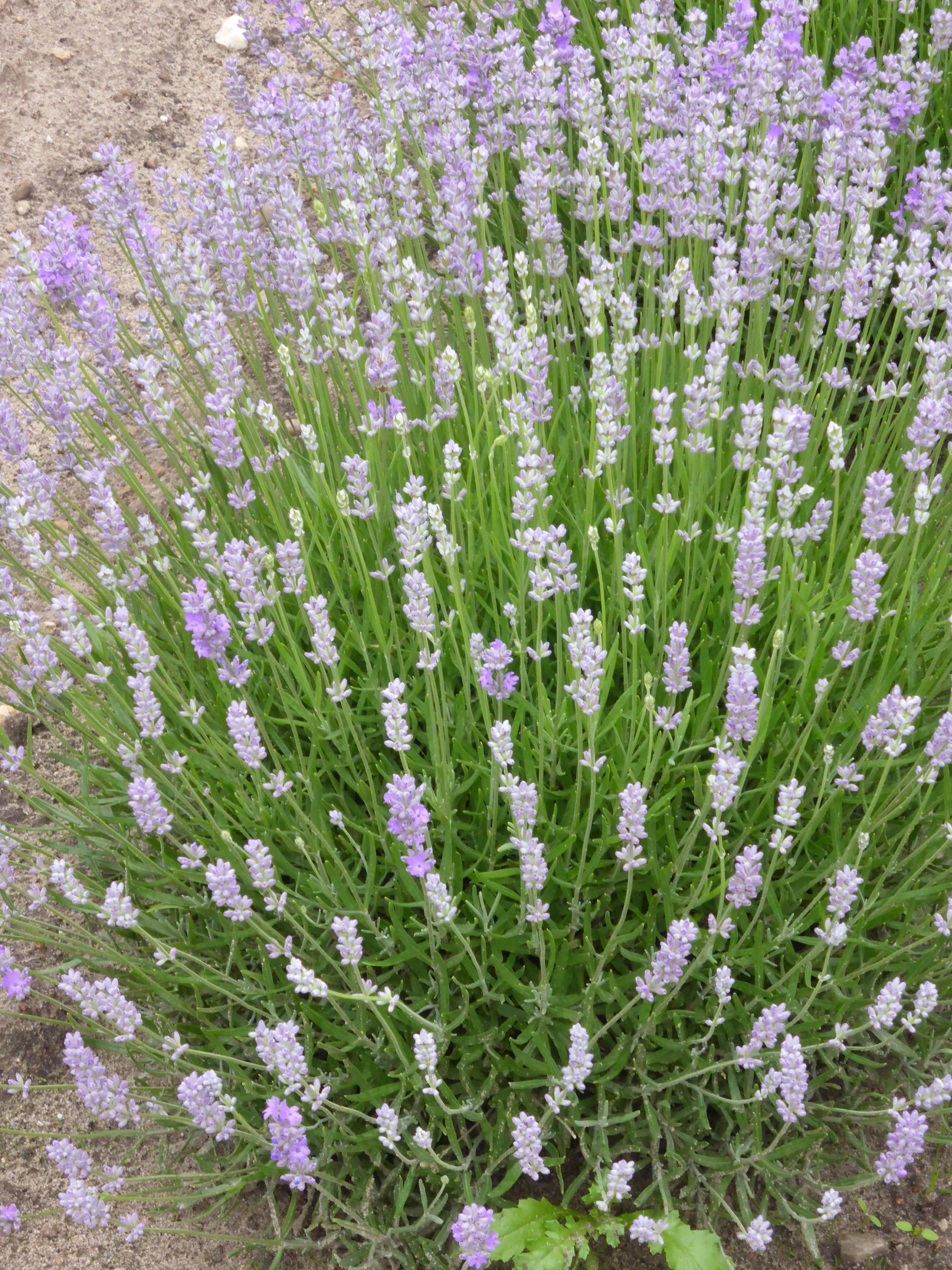 2893_lavandula_angustifolia_blue_cushion_SS_001.jpeg