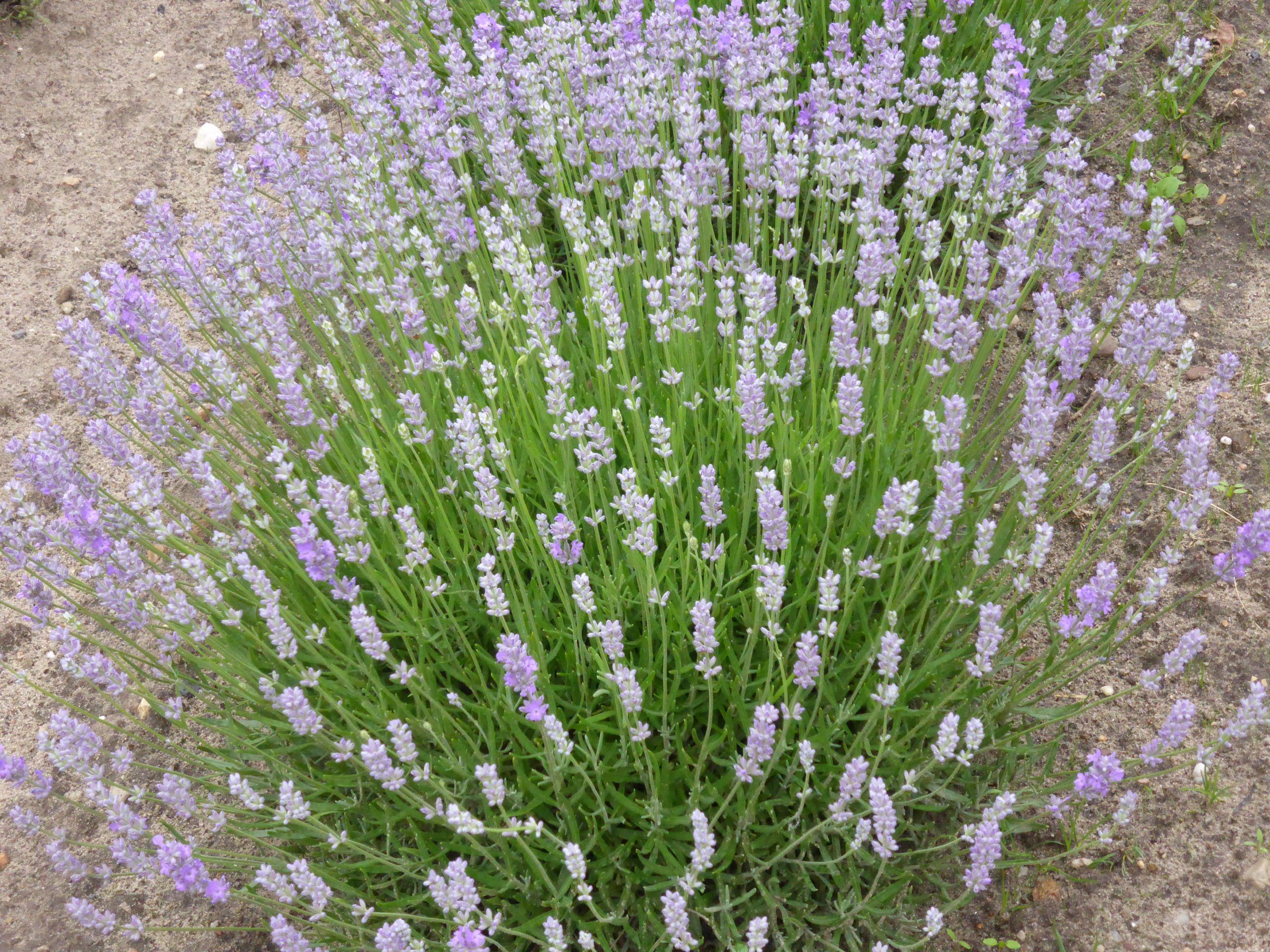 2894_lavandula_angustifolia_blue_cushion_SS_002.jpeg