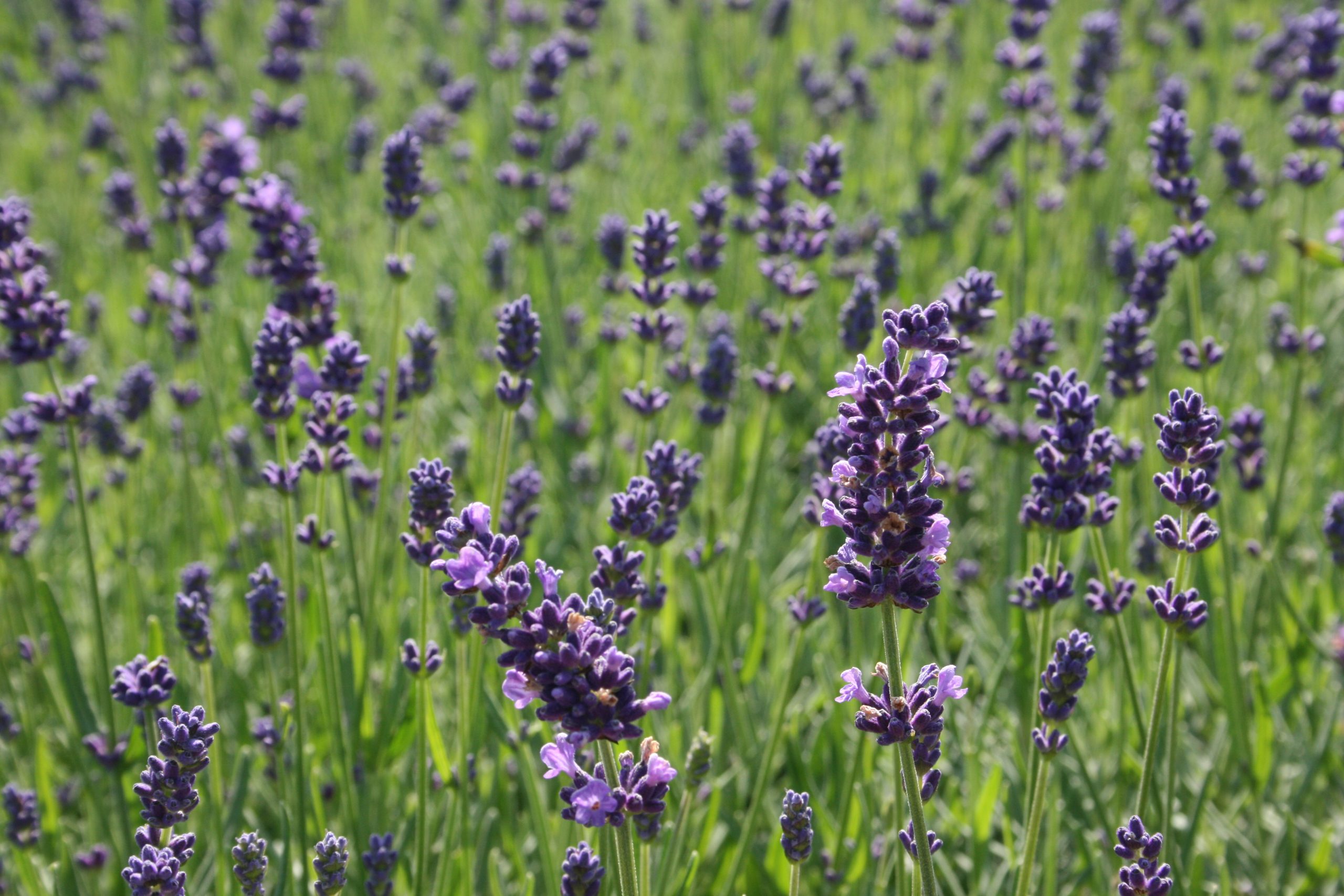 2899_lavandula_angustifolia_essence_purple_SS_002.jpeg