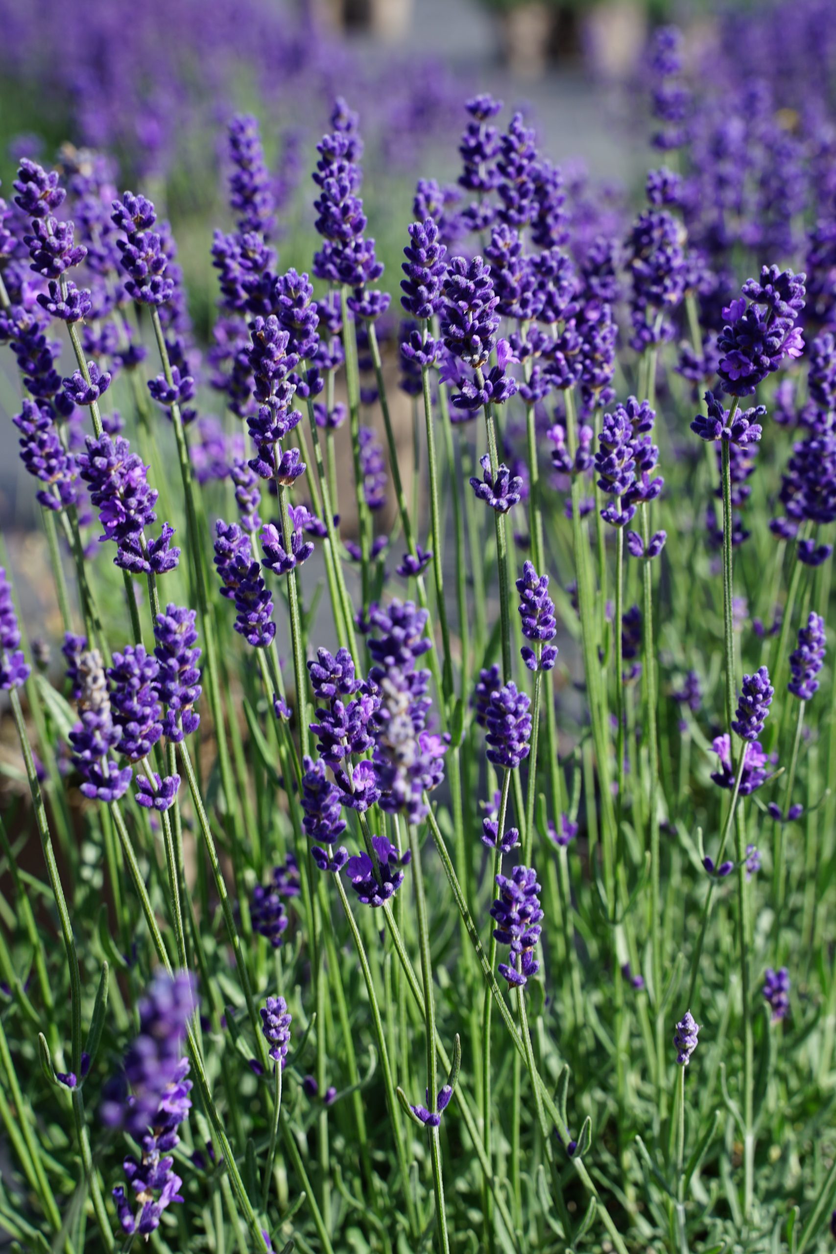 2901_lavandula_angustifolia_hidcote_blue_SS_002.jpeg