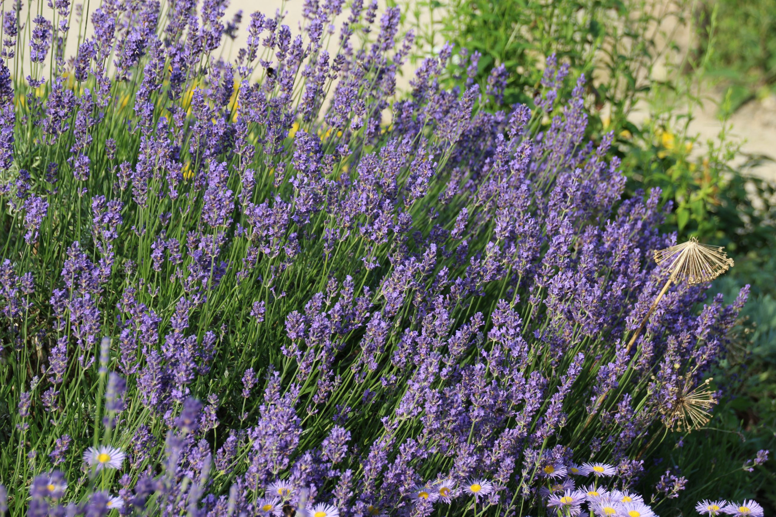 2905_lavandula_angustifolia_munstead_SS_001.jpeg
