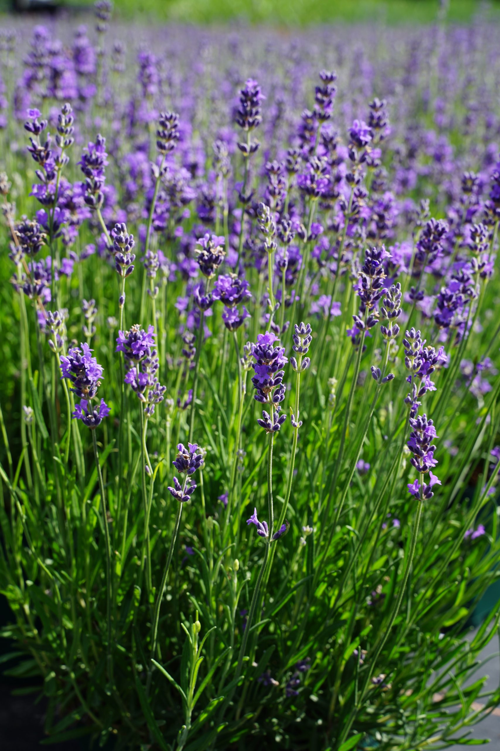 2906_lavandula_angustifolia_munstead_SS_002.jpeg