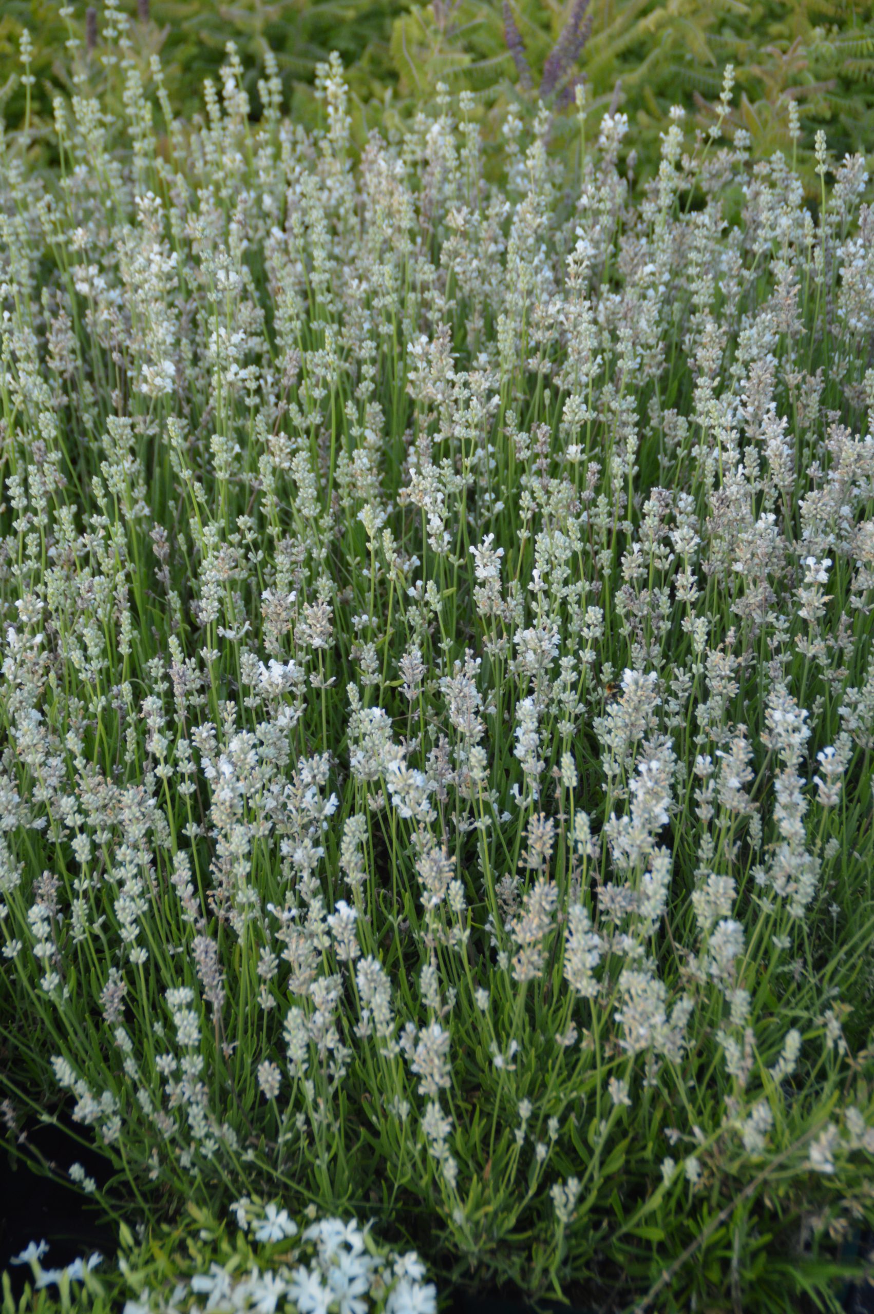 2908_lavandula_angustifolia_nana_alba_SS_001.jpeg