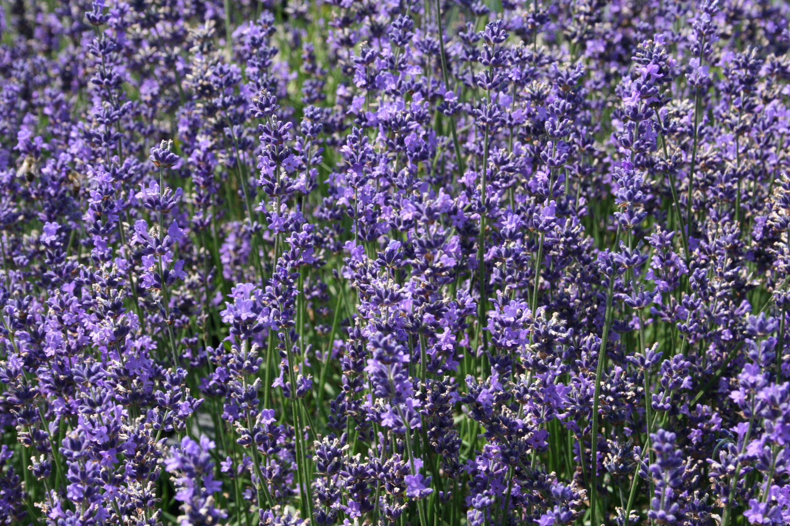 2913_lavandula_angustifolia_siesta_SS_001.jpeg