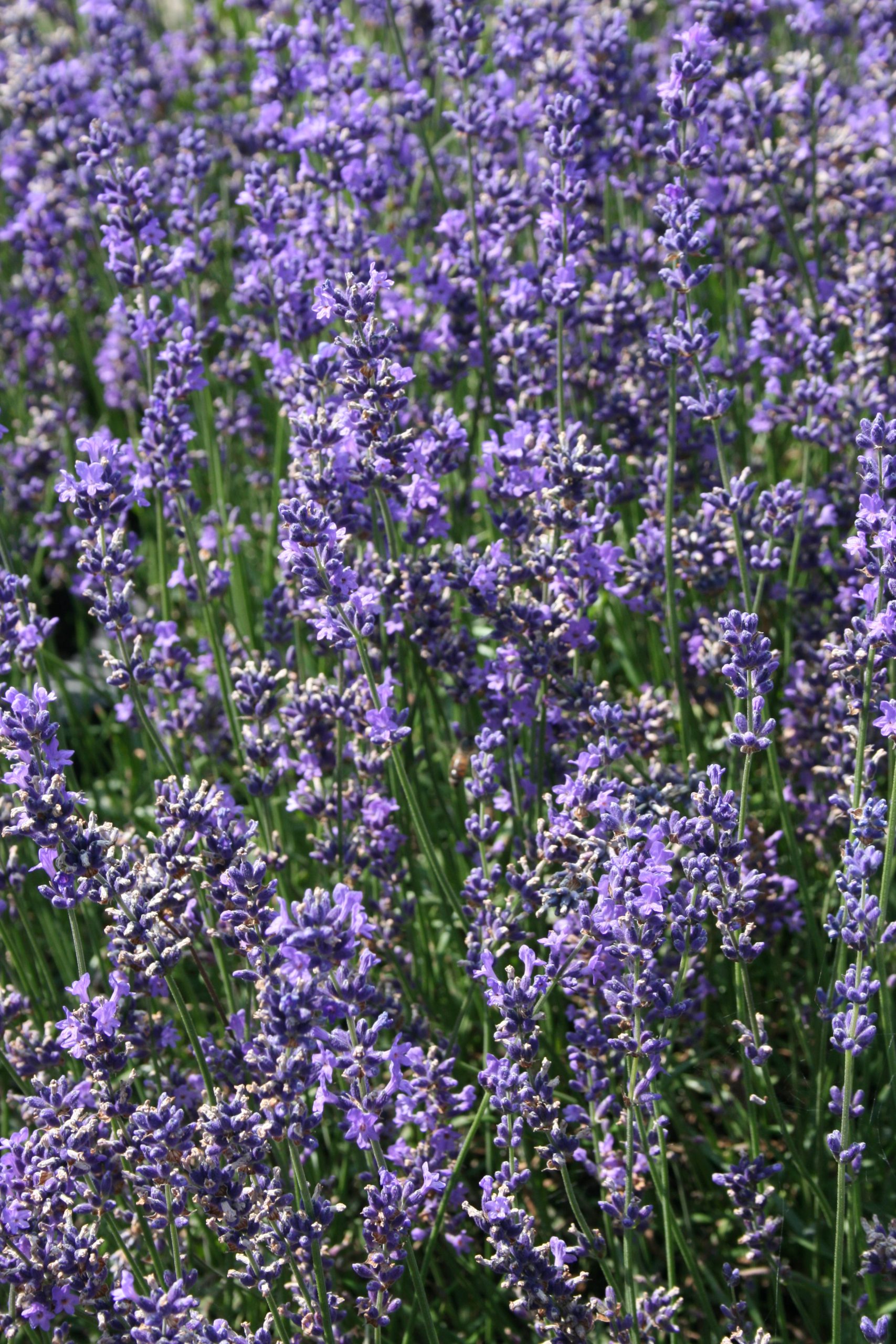 2914_lavandula_angustifolia_siesta_SS_002.jpeg