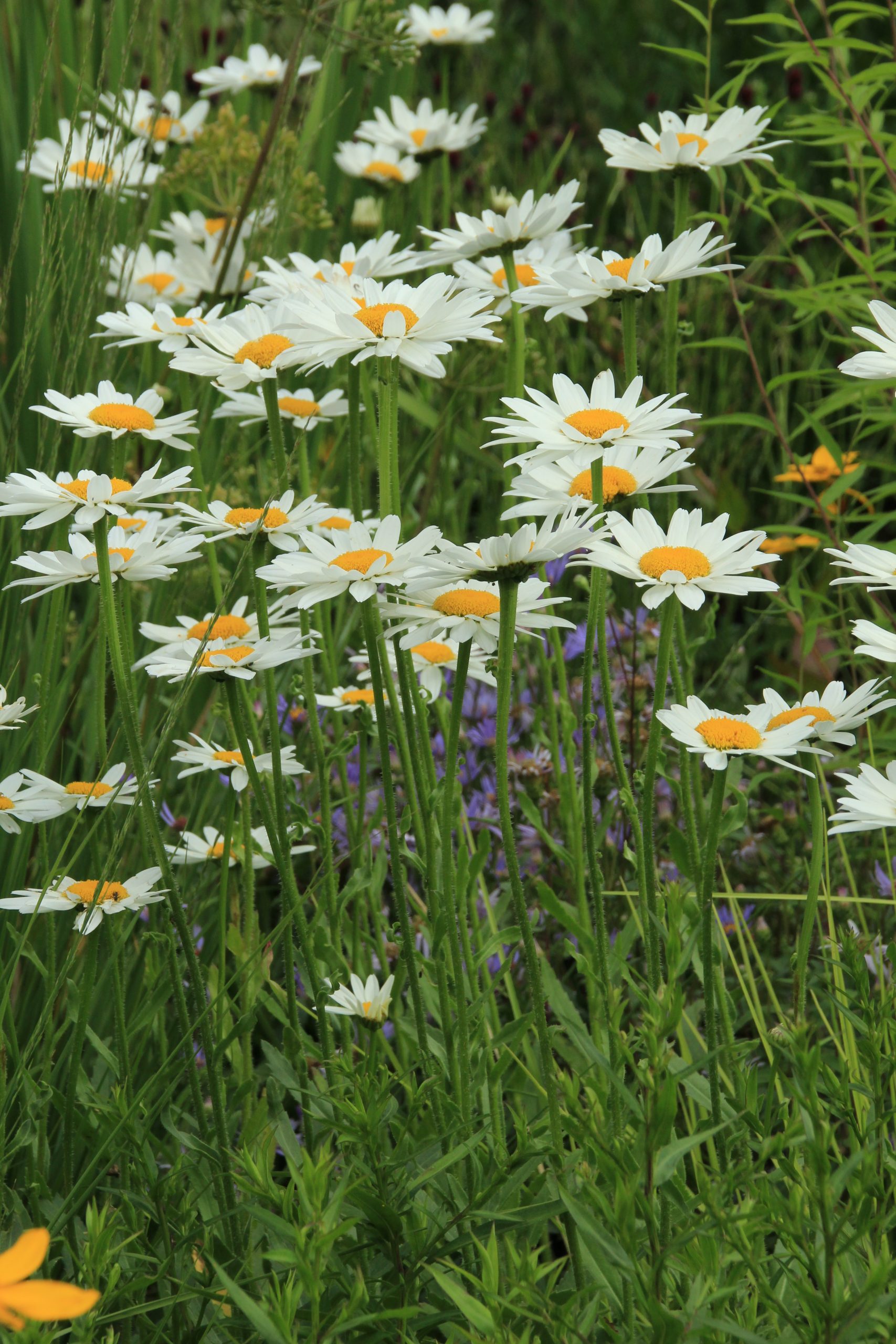 2936_leucanthemum_vulgare_maikonigin_SS_001.jpeg