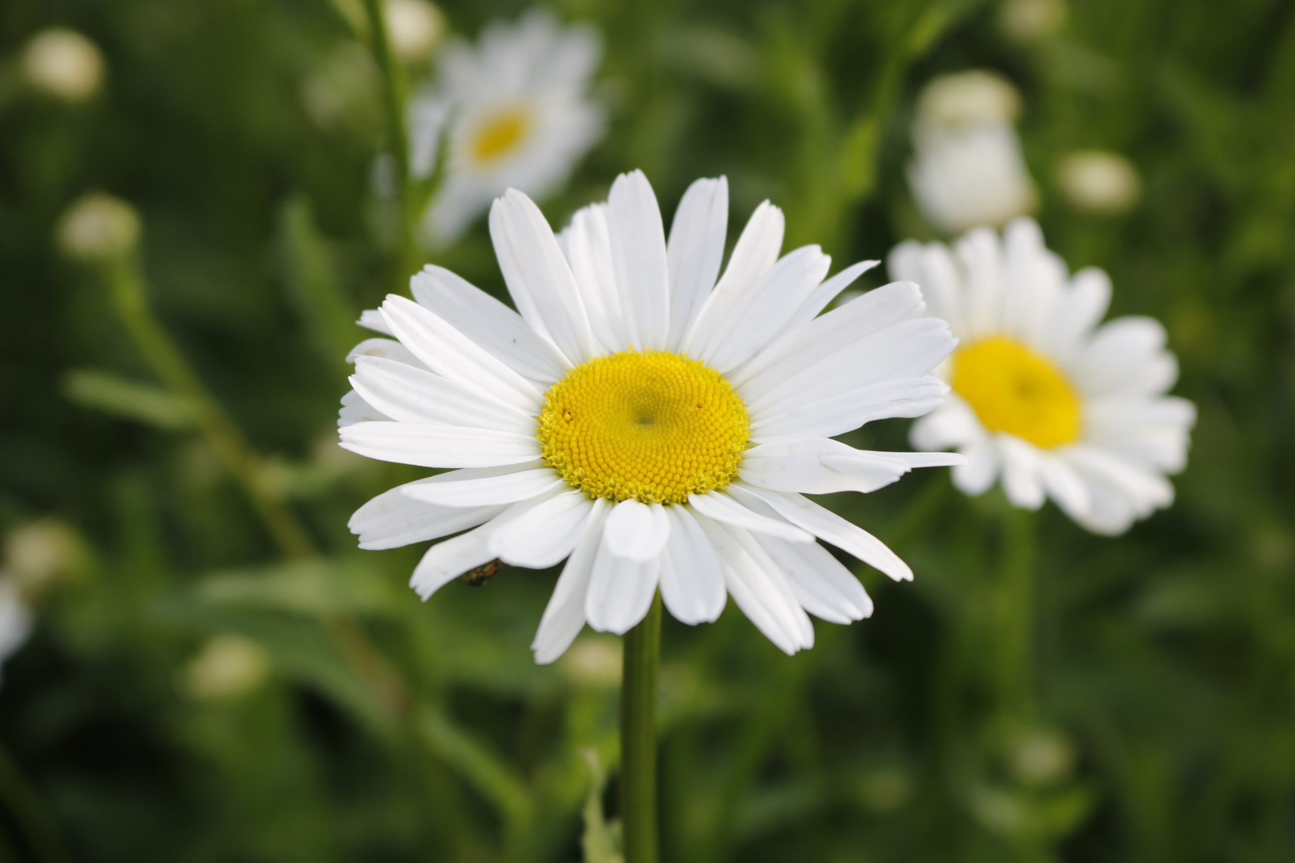 2938_leucanthemum_vulgare_maikonigin_XS_003.jpeg