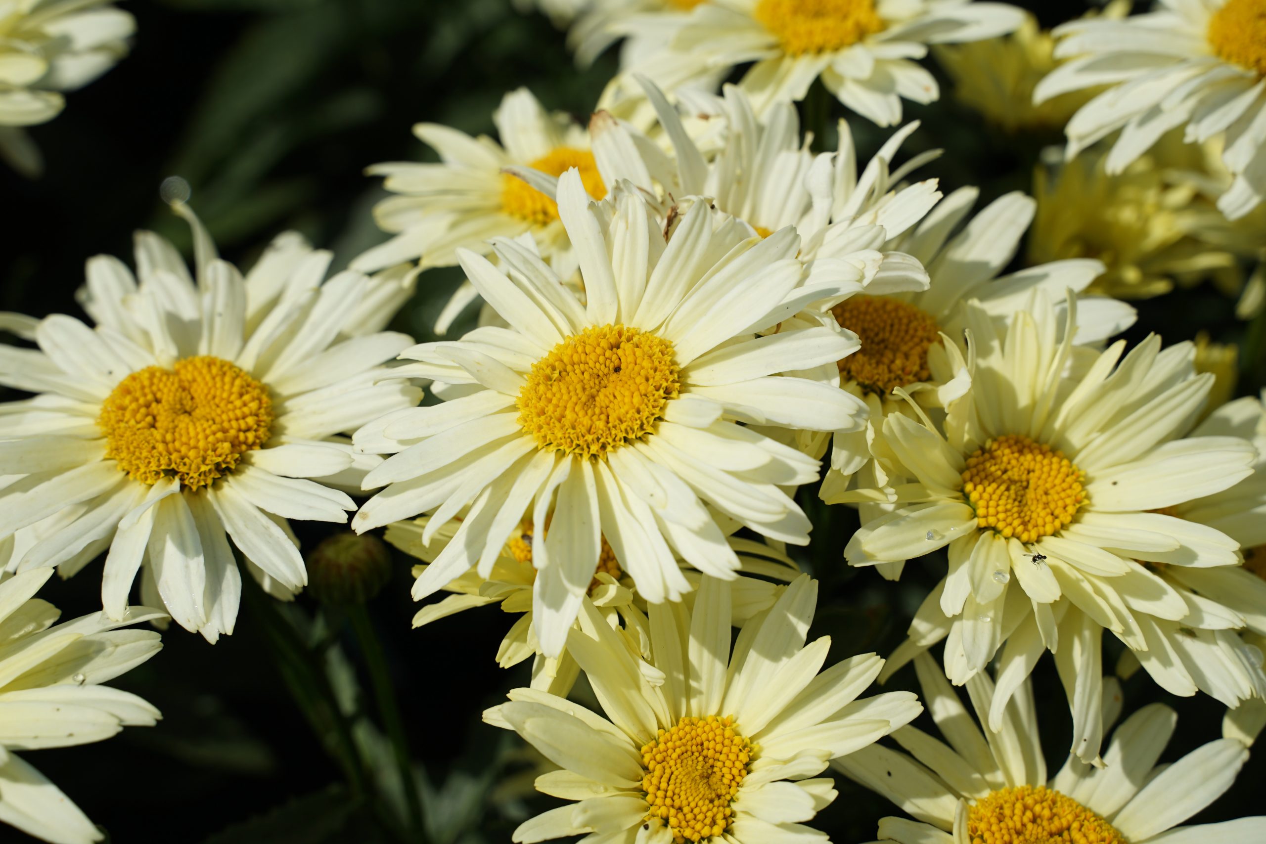 2941_leucanthemum_superbum_banana_cream_SS_002.jpeg