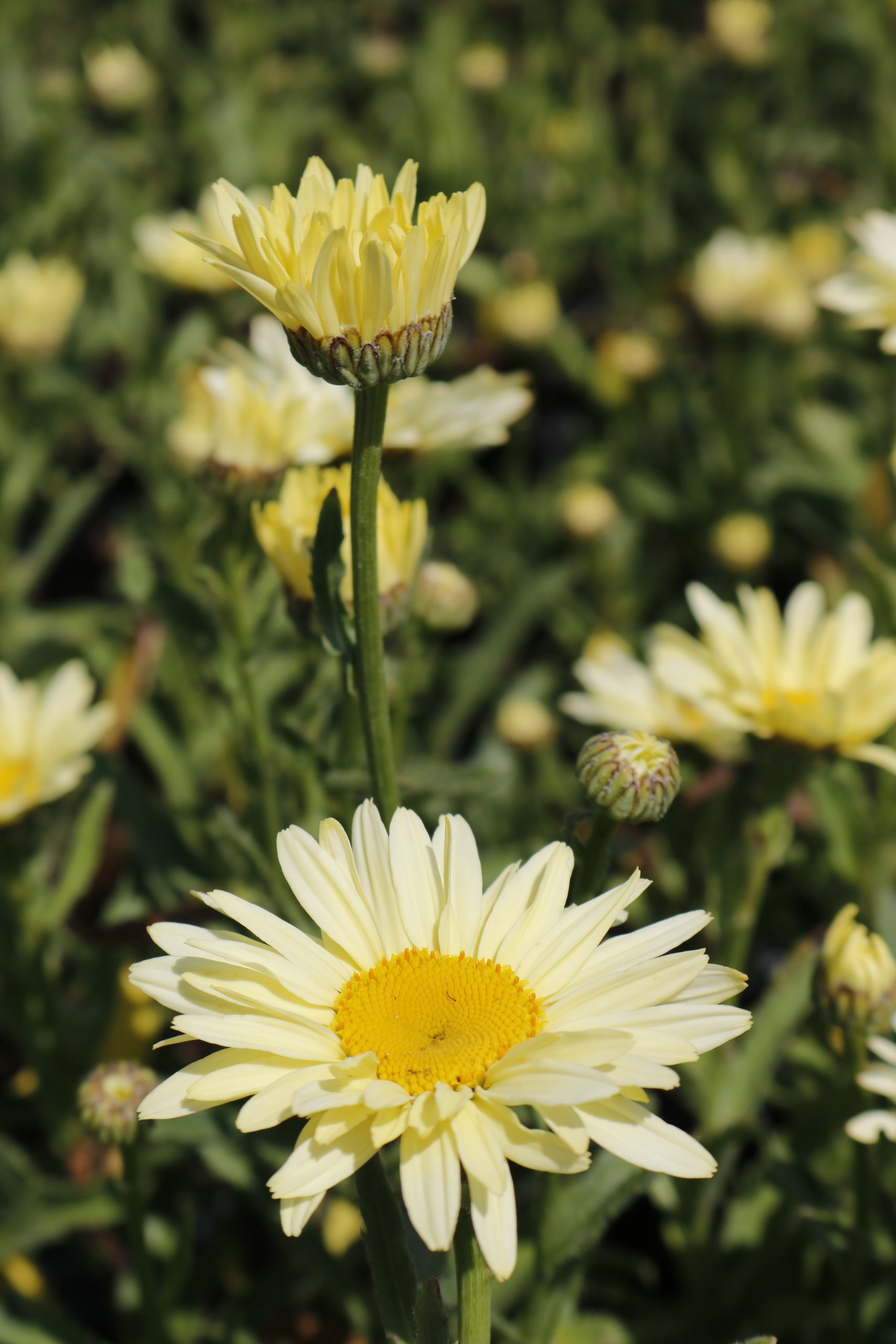 2942_leucanthemum_superbum_banana_cream_XS_003.jpeg