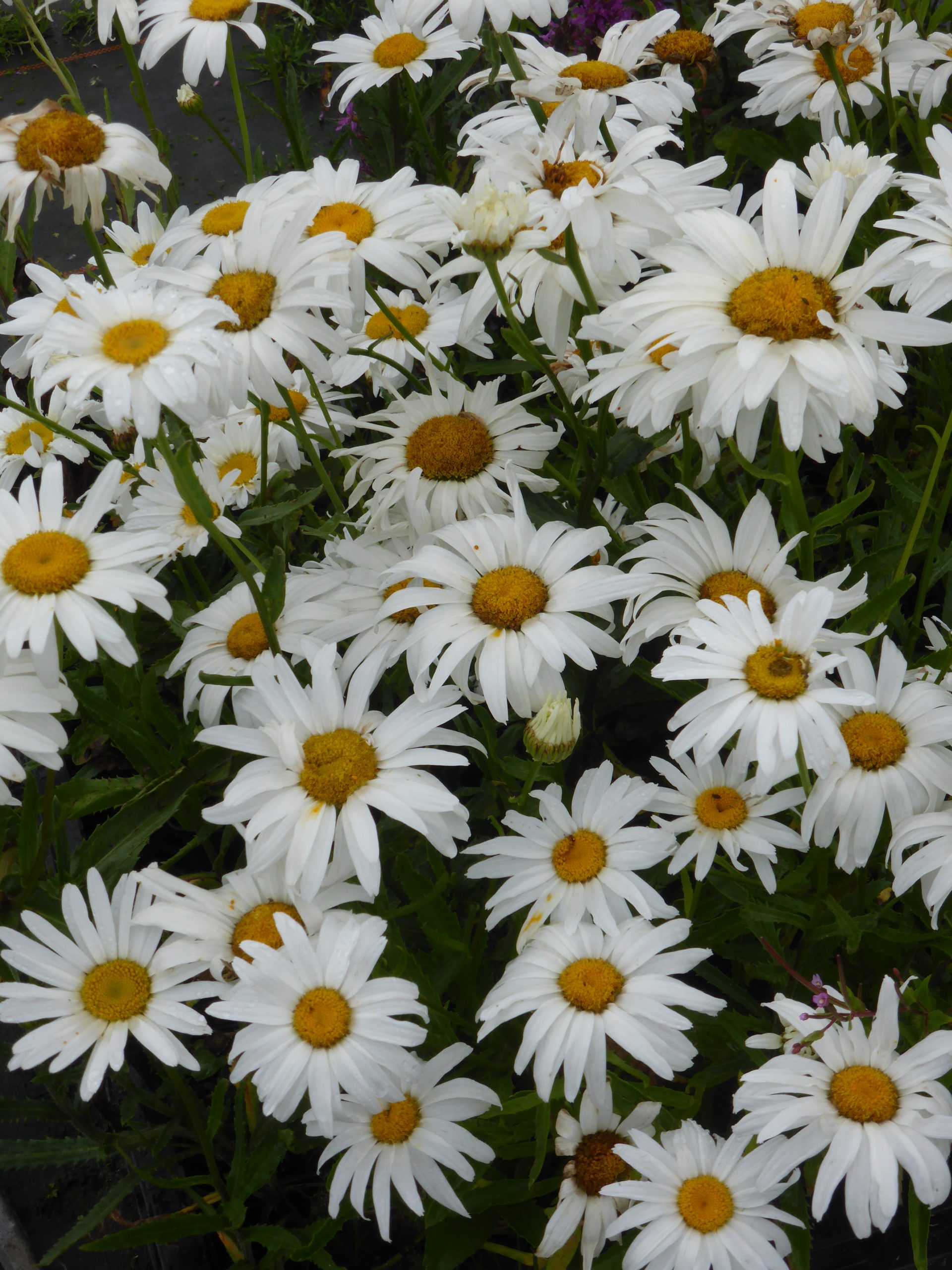 2955_leucanthemum_superbum_silberprinzesschen_SS_002.jpeg
