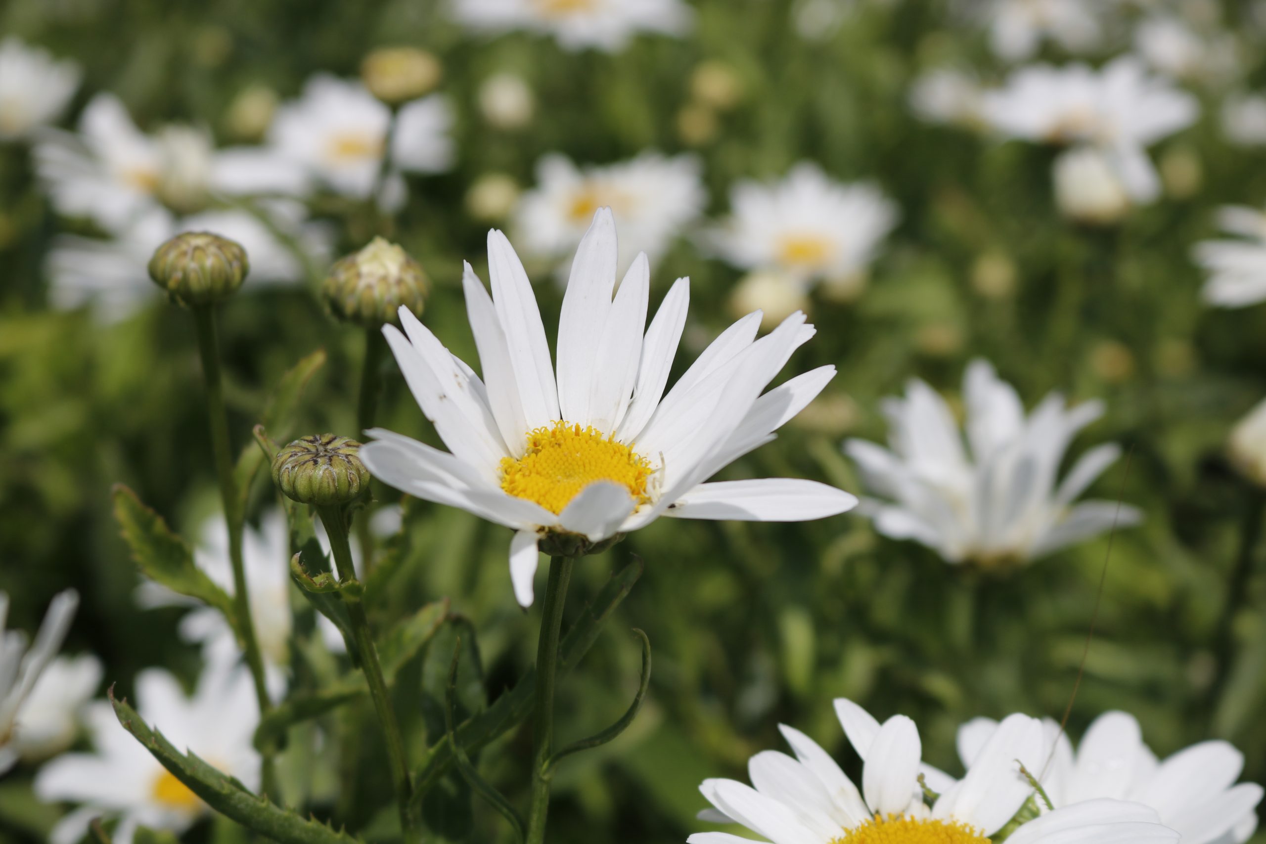 2956_leucanthemum_superbum_silberprinzesschen_XS_003.jpeg