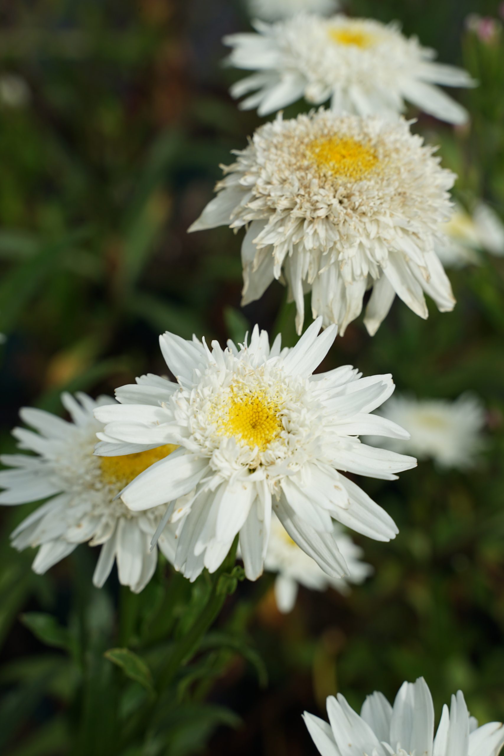 2958_leucanthemum_superbum_wirral_supreme_SS_002.jpeg