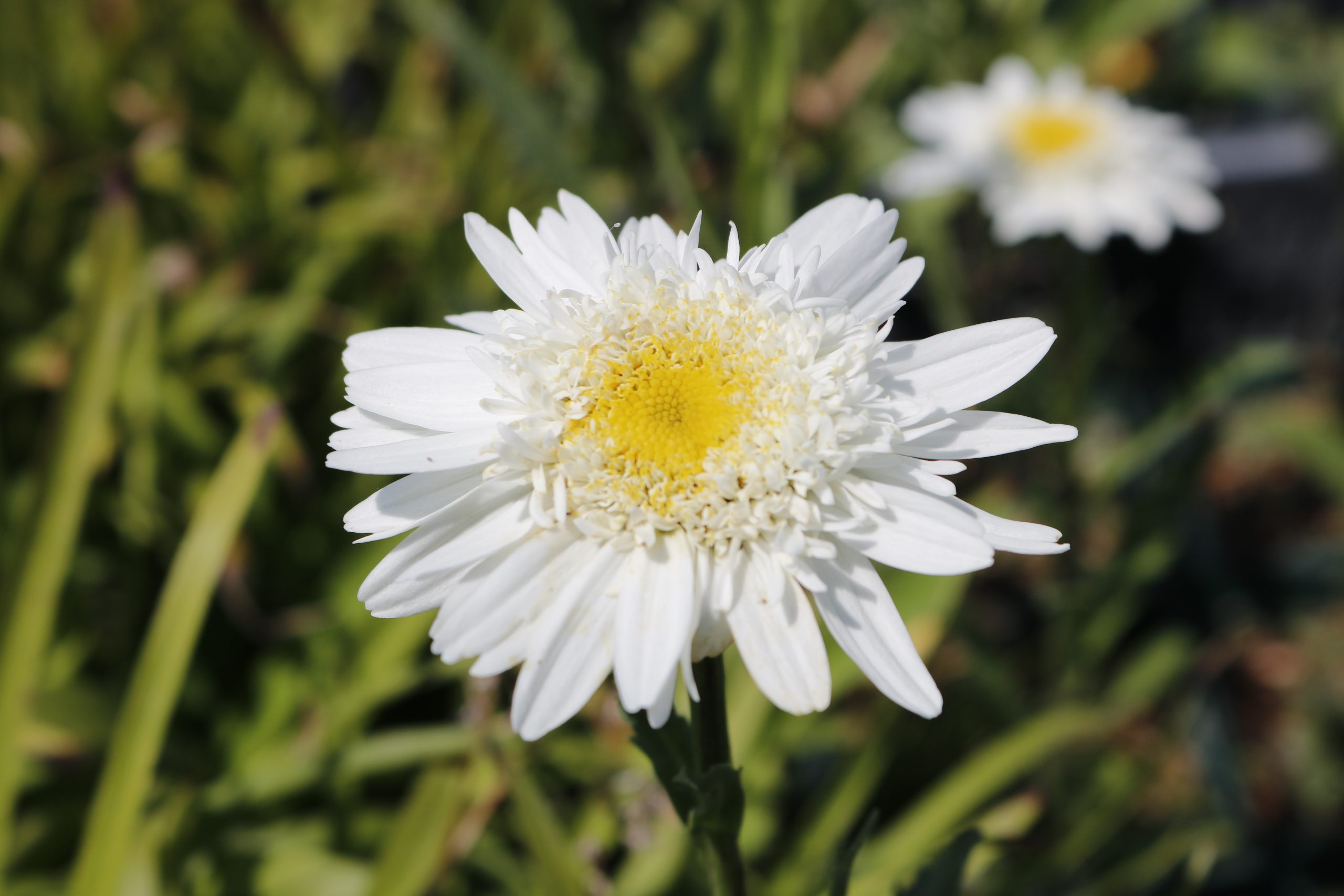 2959_leucanthemum_superbum_wirral_supreme_XS_003.jpeg