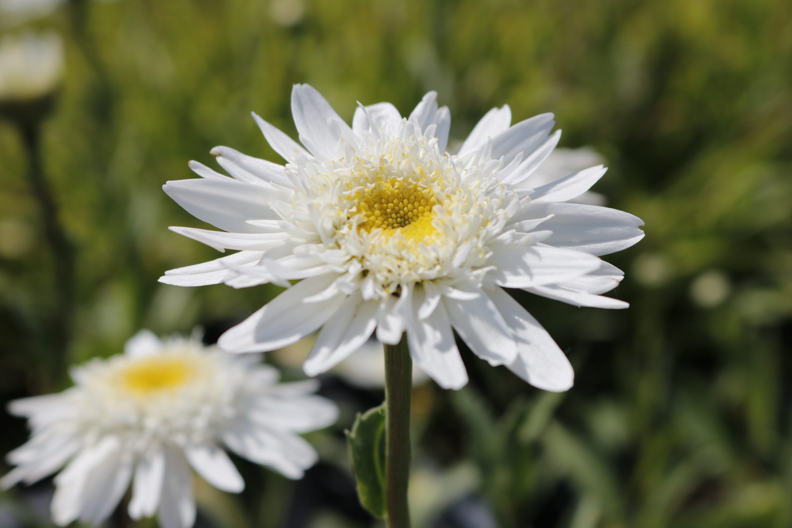 2960_leucanthemum_superbum_wirral_supreme_XS_004.jpeg