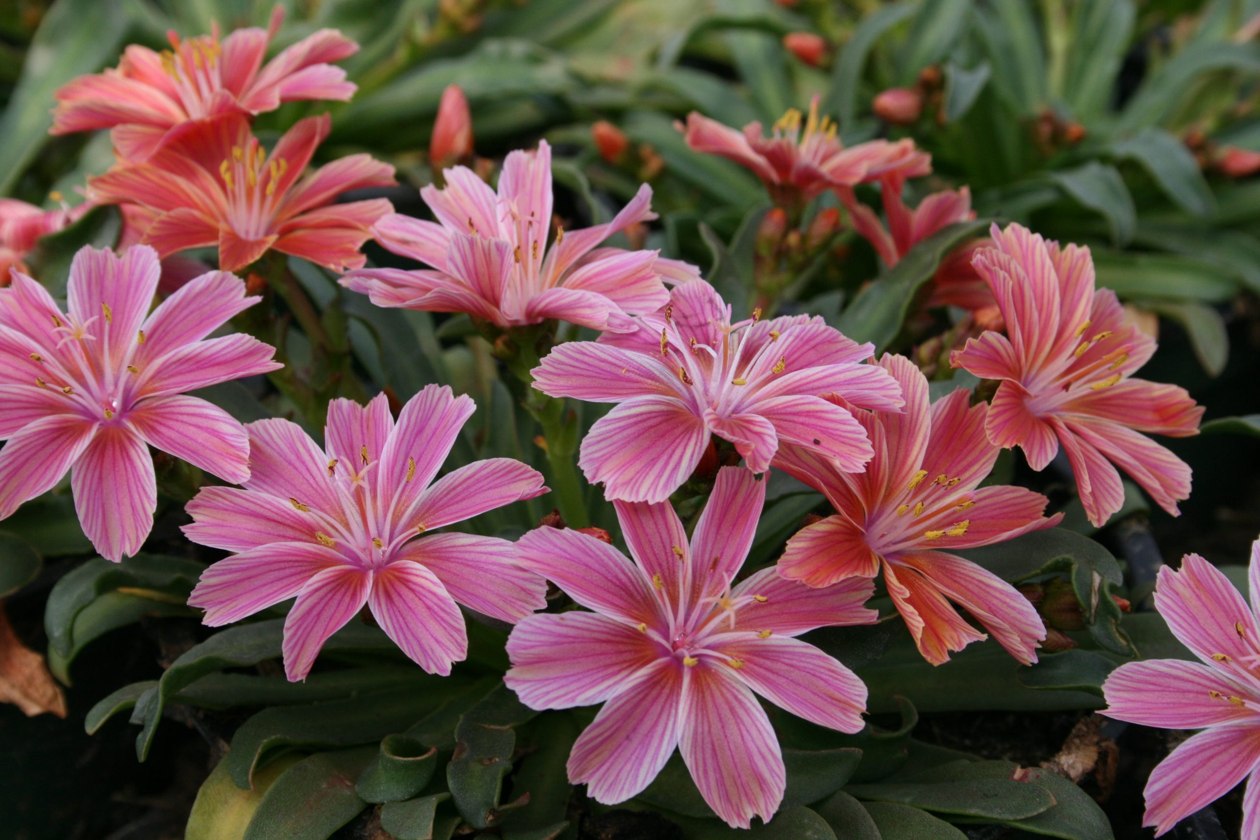 2969_lewisia_longipetala_little_plum_SS_001.jpeg