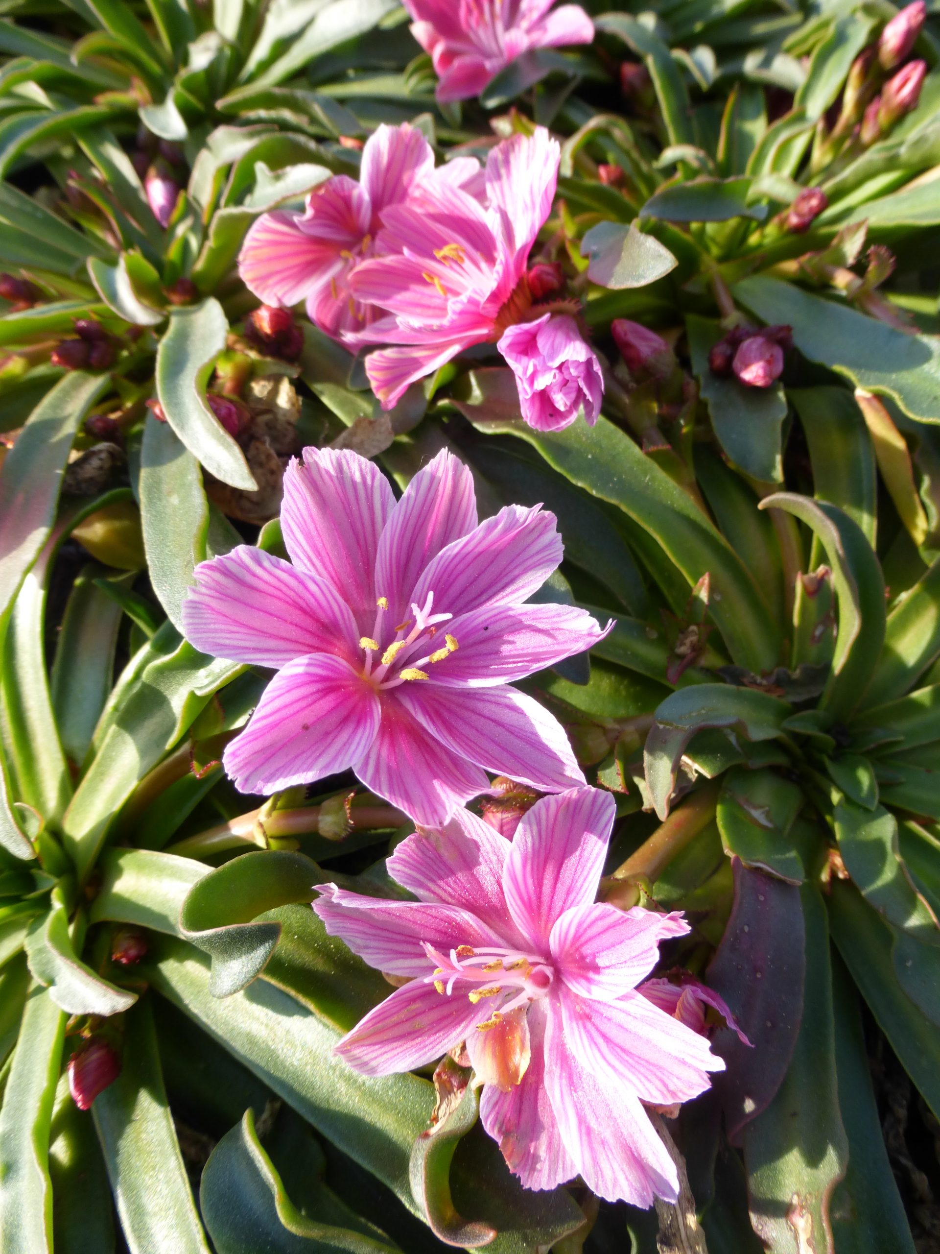 2970_lewisia_longipetala_little_plum_SS_002.jpeg
