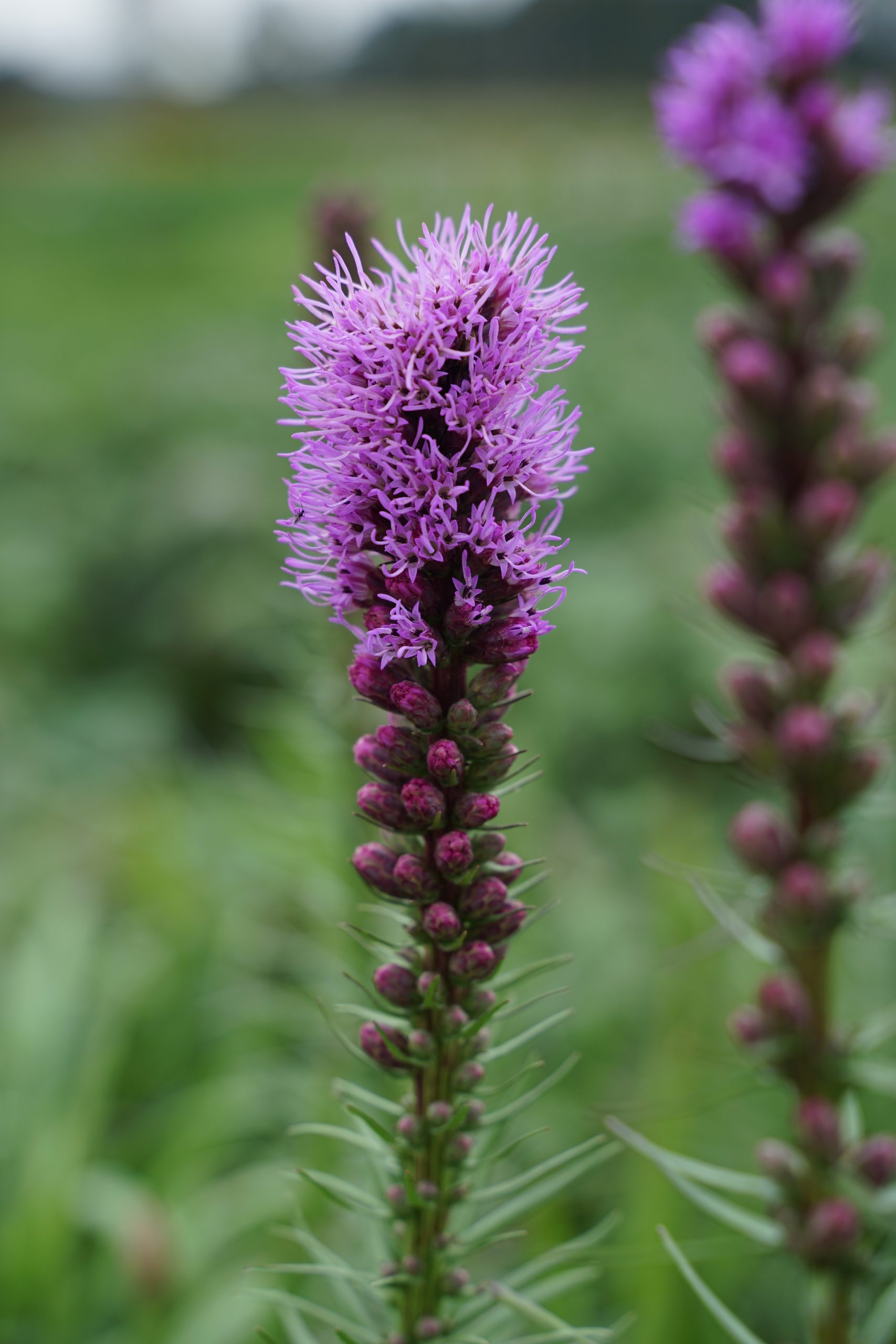 2978_liatris_spicata_floristan_violett_SS_001.jpeg
