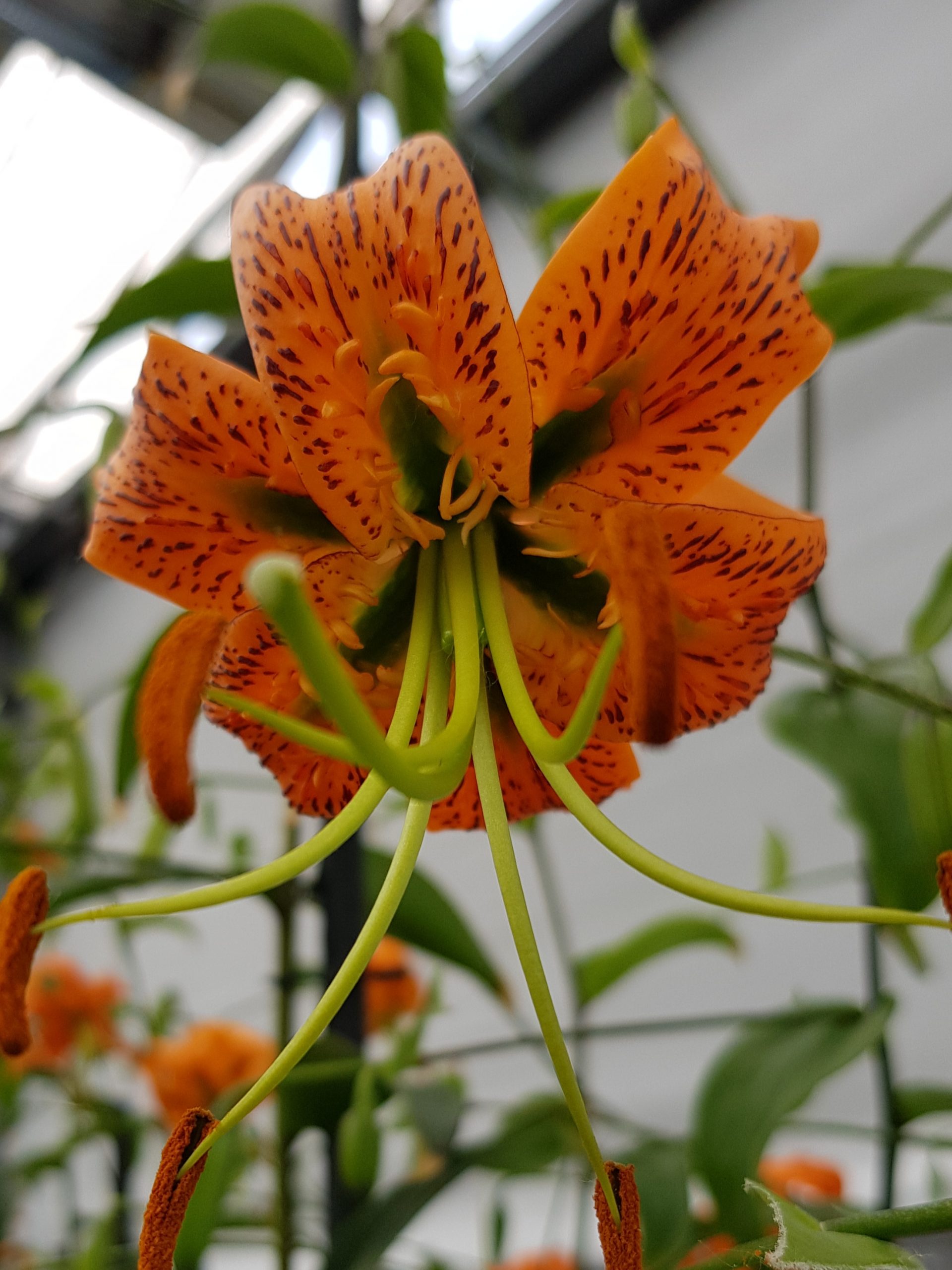 2996_lilium_henryi_ZK_001.jpeg