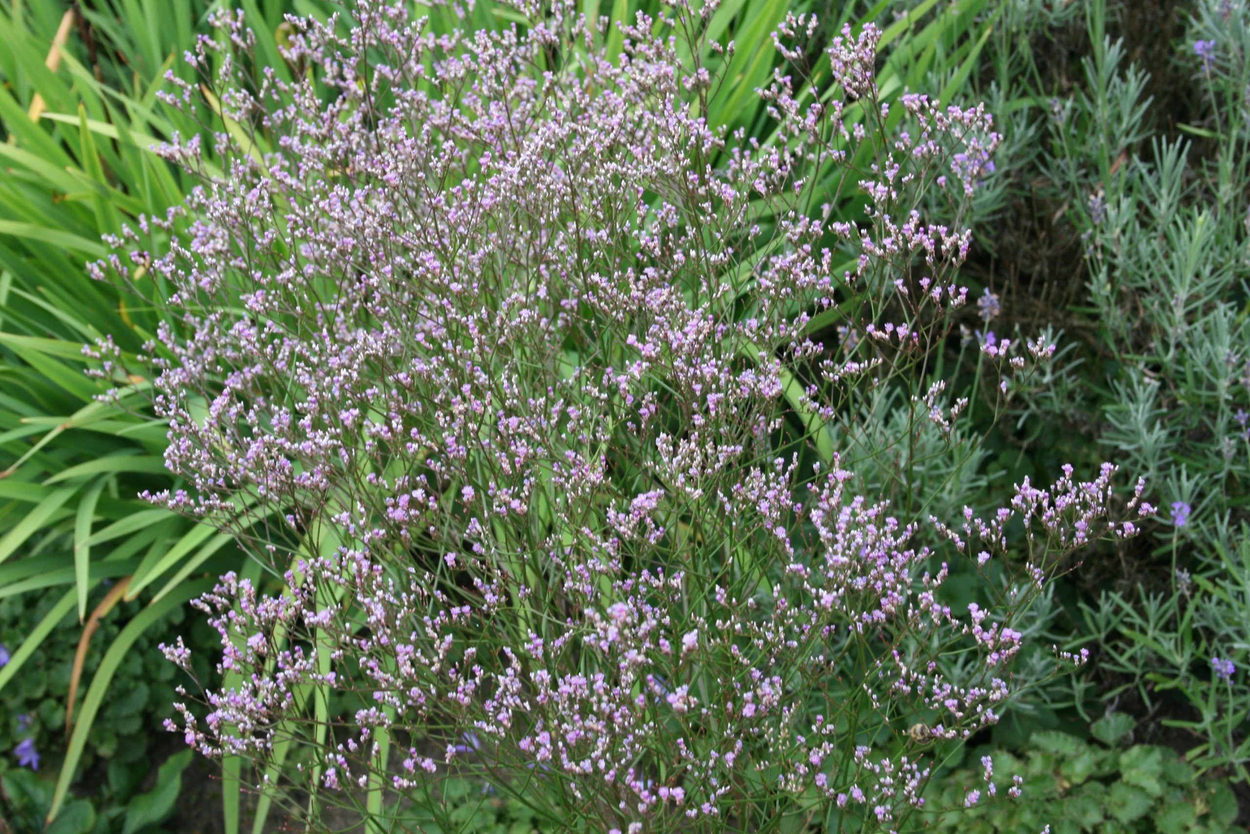 3005_limonium_latifolium_SS_001.jpeg