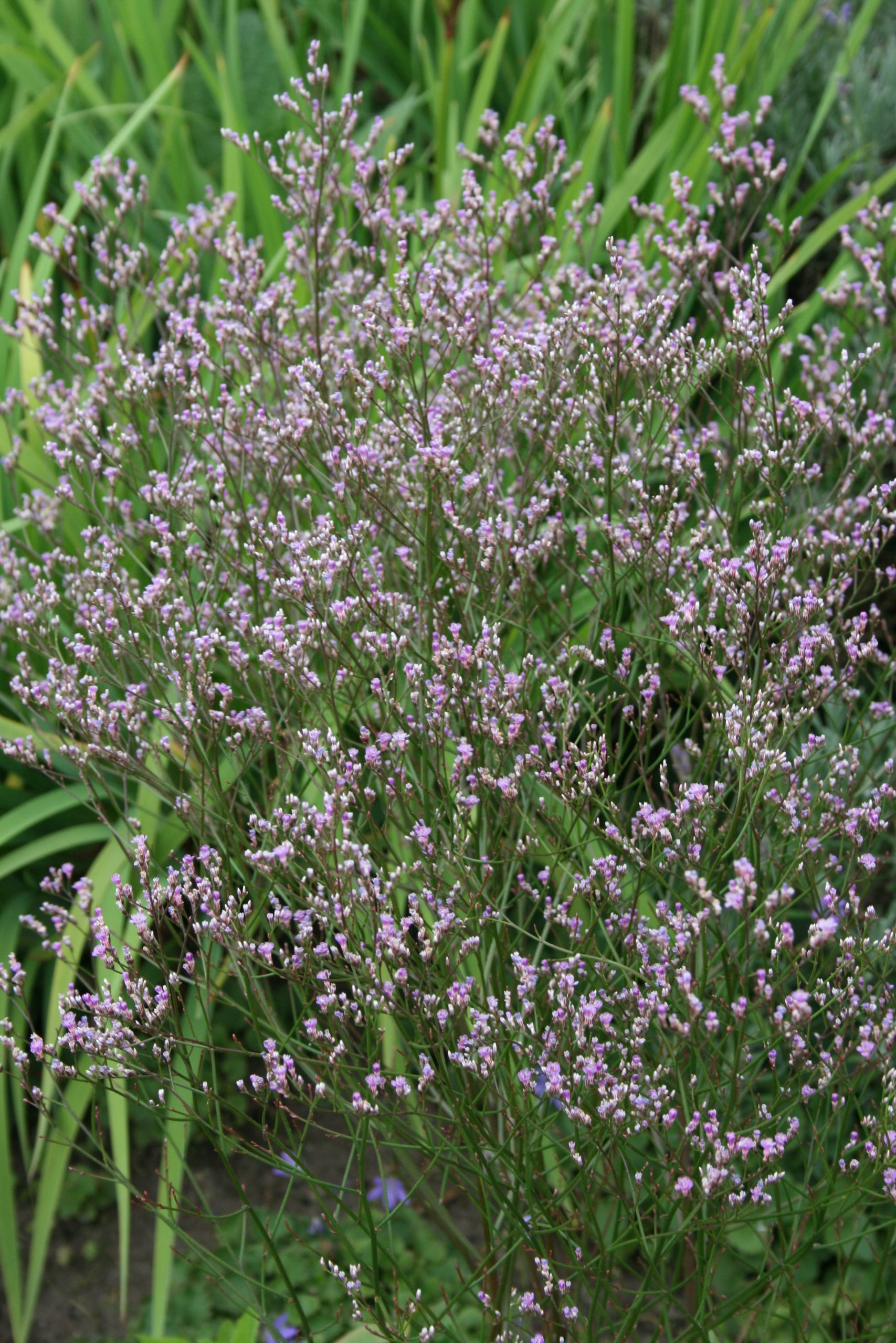 3006_limonium_latifolium_SS_002.jpeg