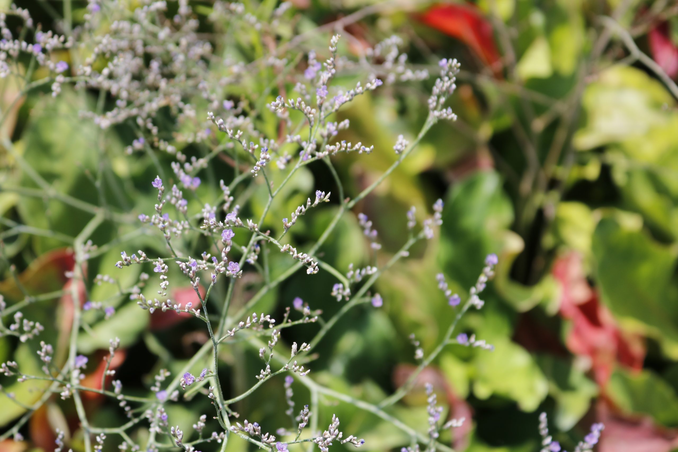 3007_limonium_latifolium_XS_003.jpeg