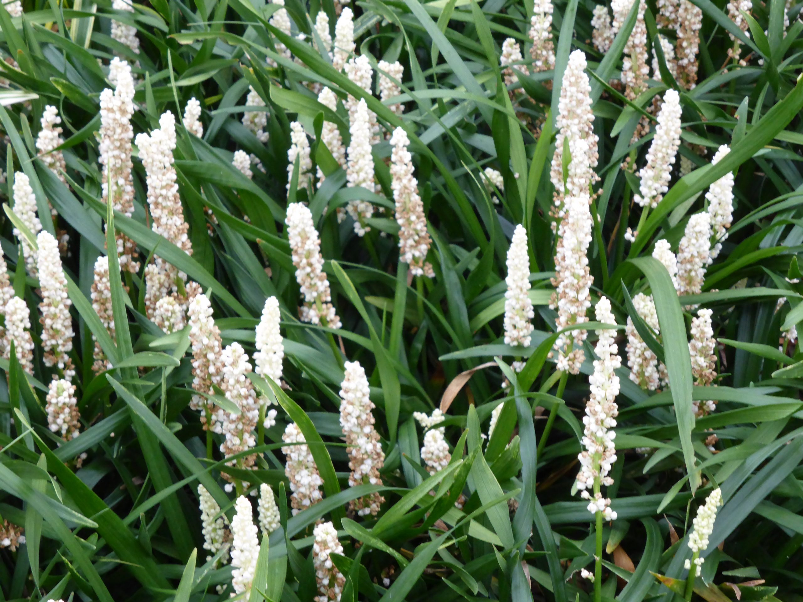 3025_liriope_muscari_monroe_white_SS_002.jpeg