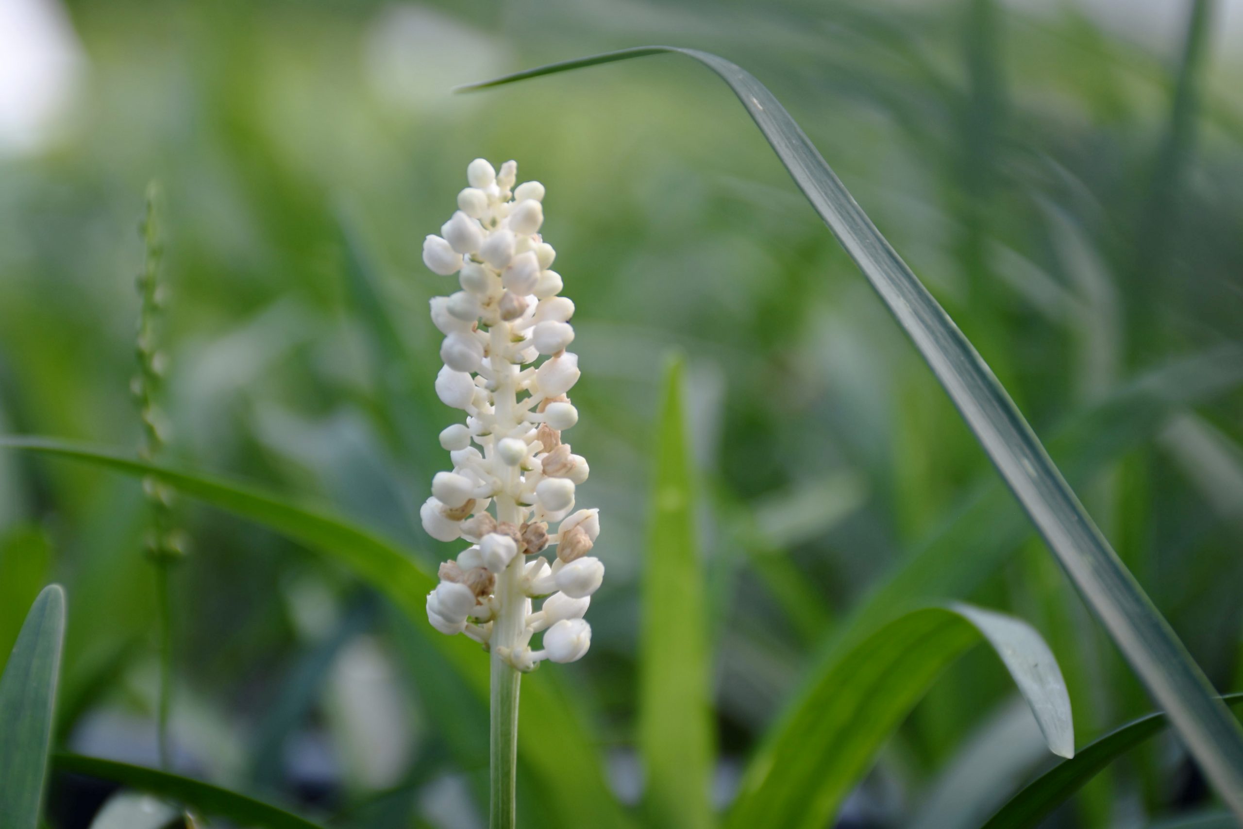 3026_liriope_muscari_monroe_white_XS_003.jpeg