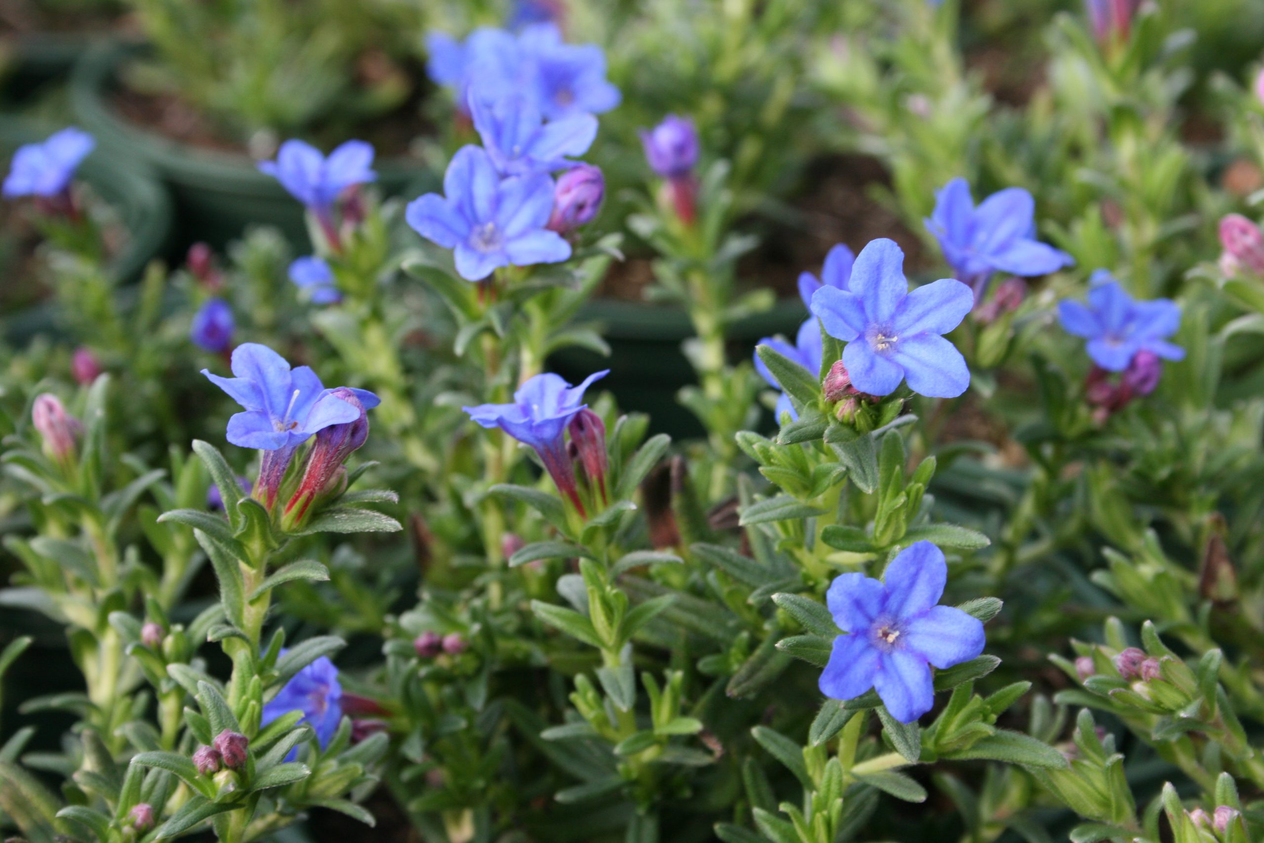 3027_lithodora_diffusa_heavenly_blue_SS_001.jpeg