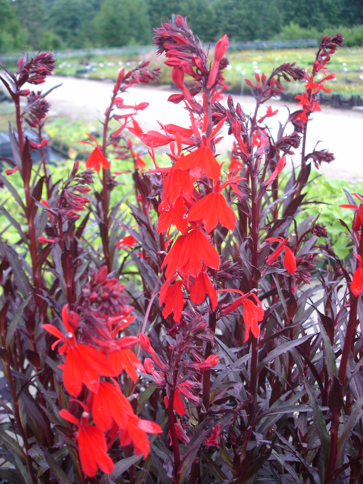 3029_lobelia_splendens_elmfeuer_SS_001.jpeg