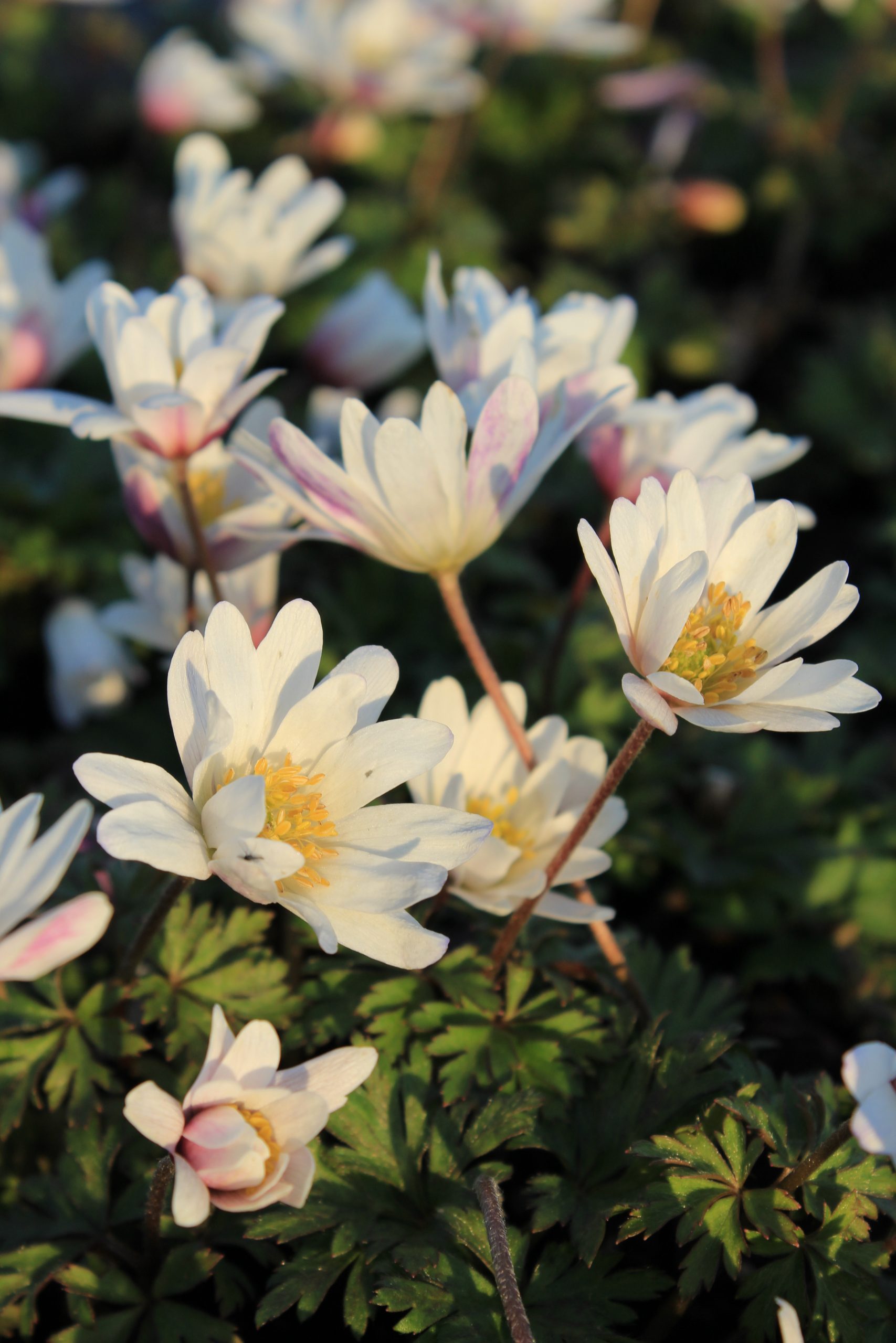 304_anemone_blanda_white_splendour_SS_001.jpeg