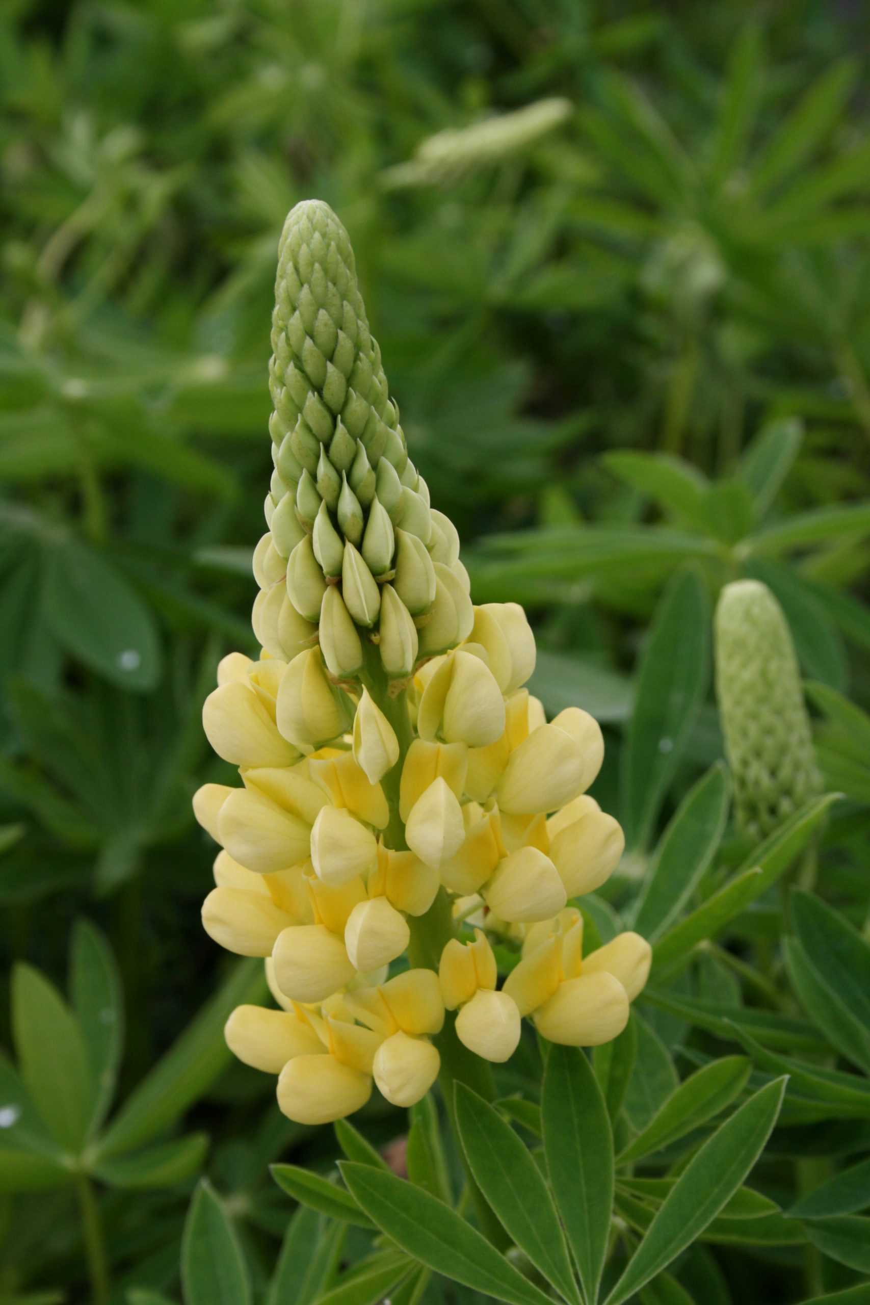 3055_lupinus_polyphyllus_kronleuchter_SS_001.jpeg