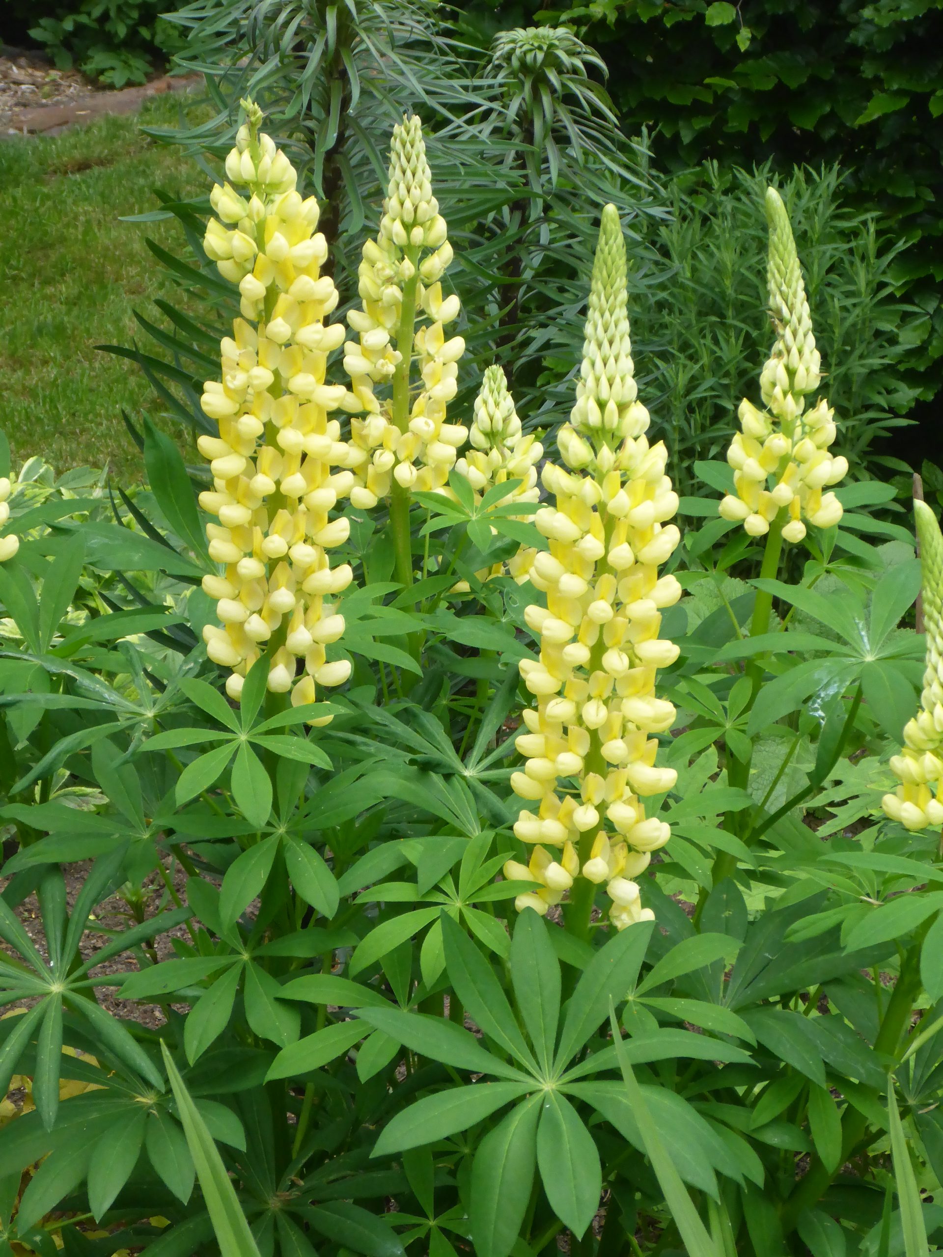 3056_lupinus_polyphyllus_kronleuchter_SS_002.jpeg