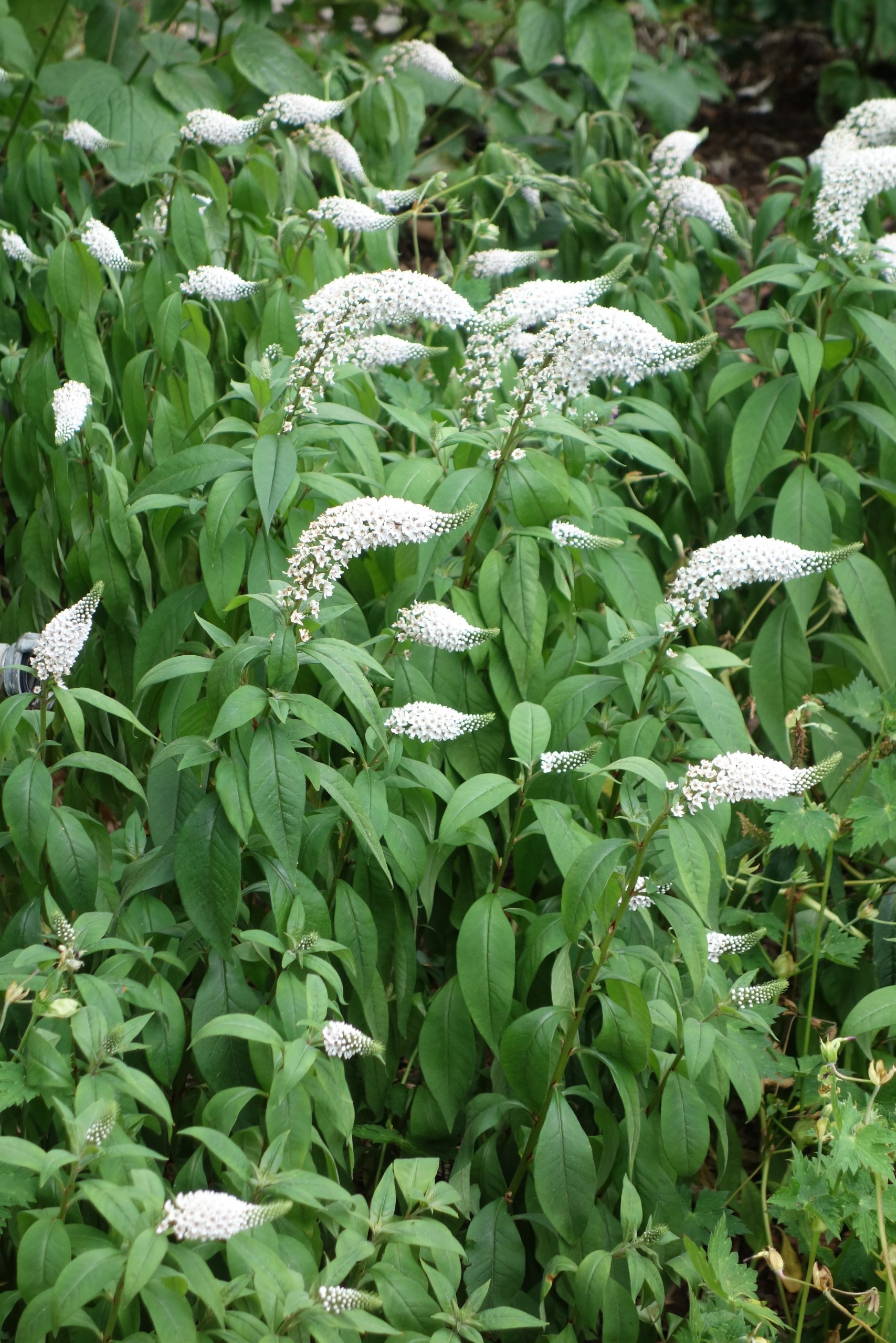 3117_lysimachia_clethroides_SS_002.jpeg