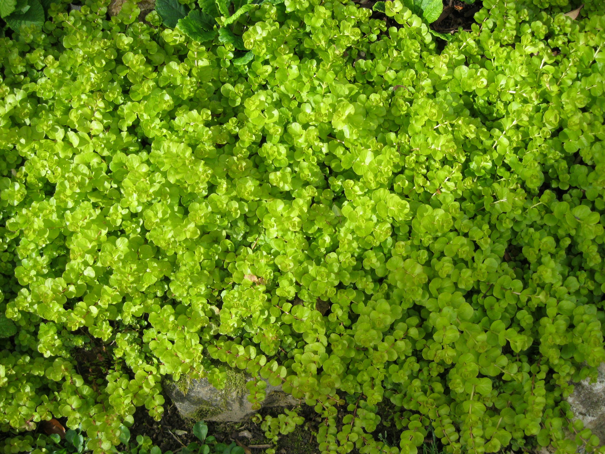 3118_lysimachia_nummularia_SS_001.jpeg