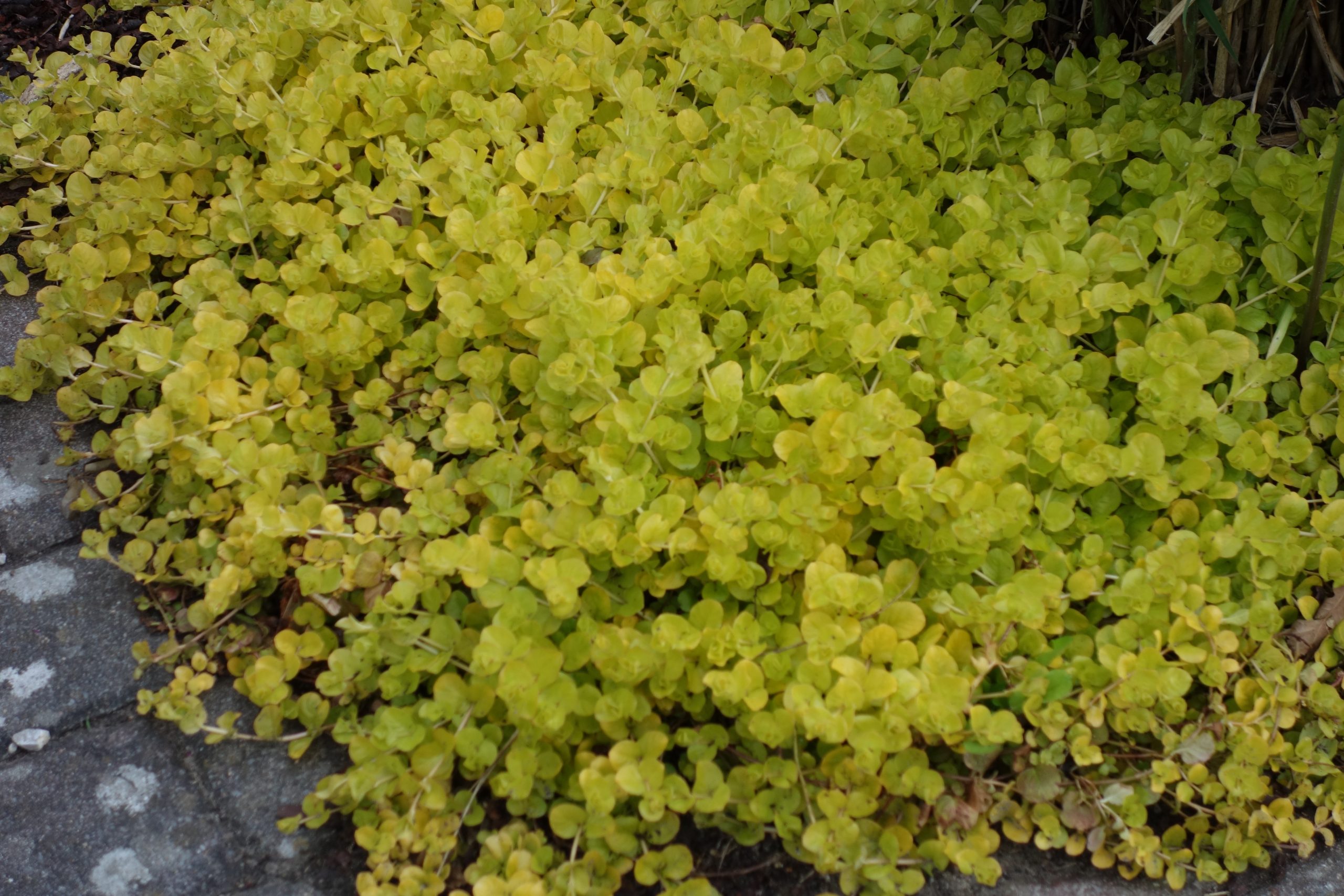 3122_lysimachia_nummularia_aurea_SS_001.jpeg
