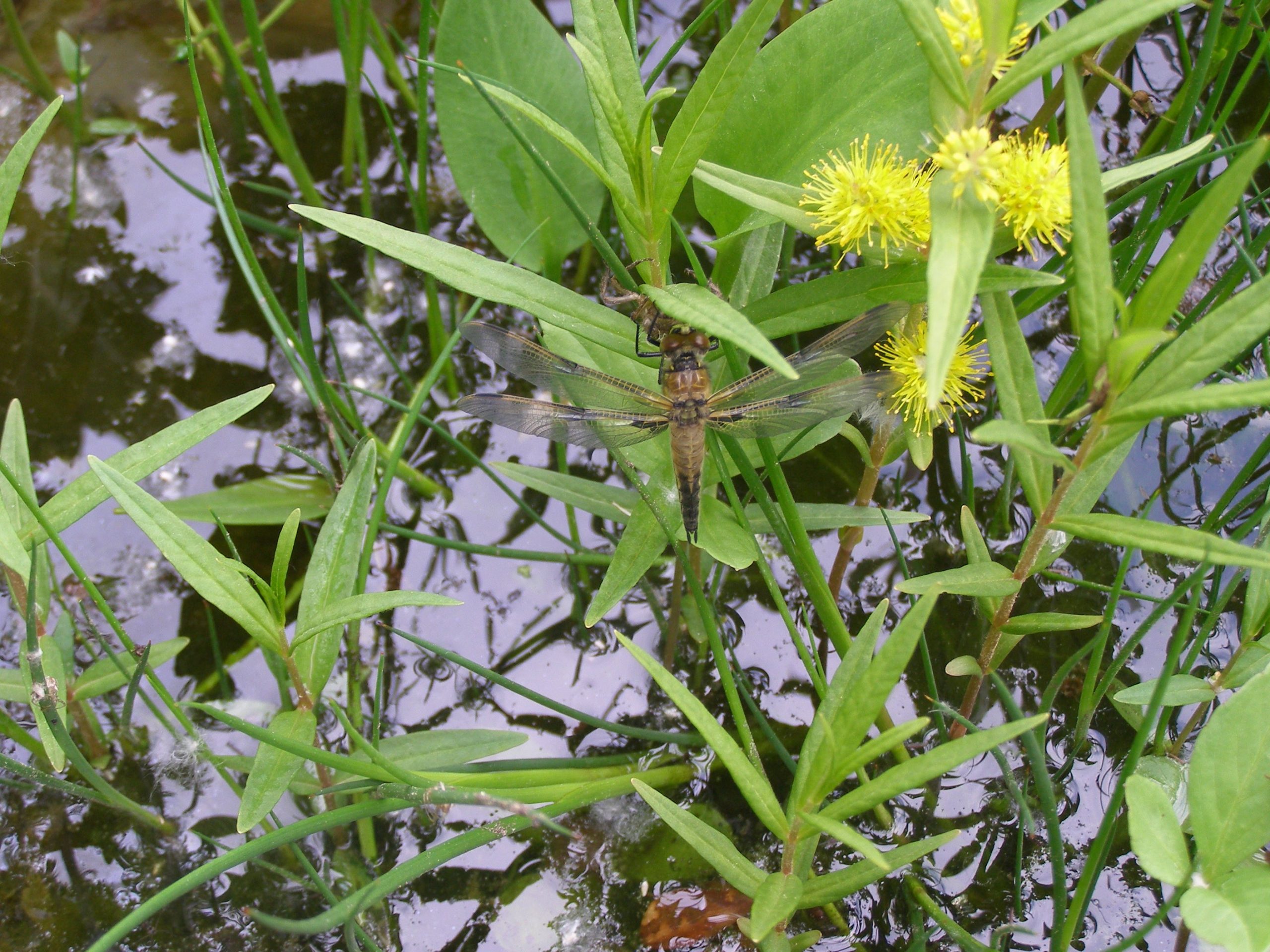 3132_lysimachia_thyrsiflora_XS_001.jpeg