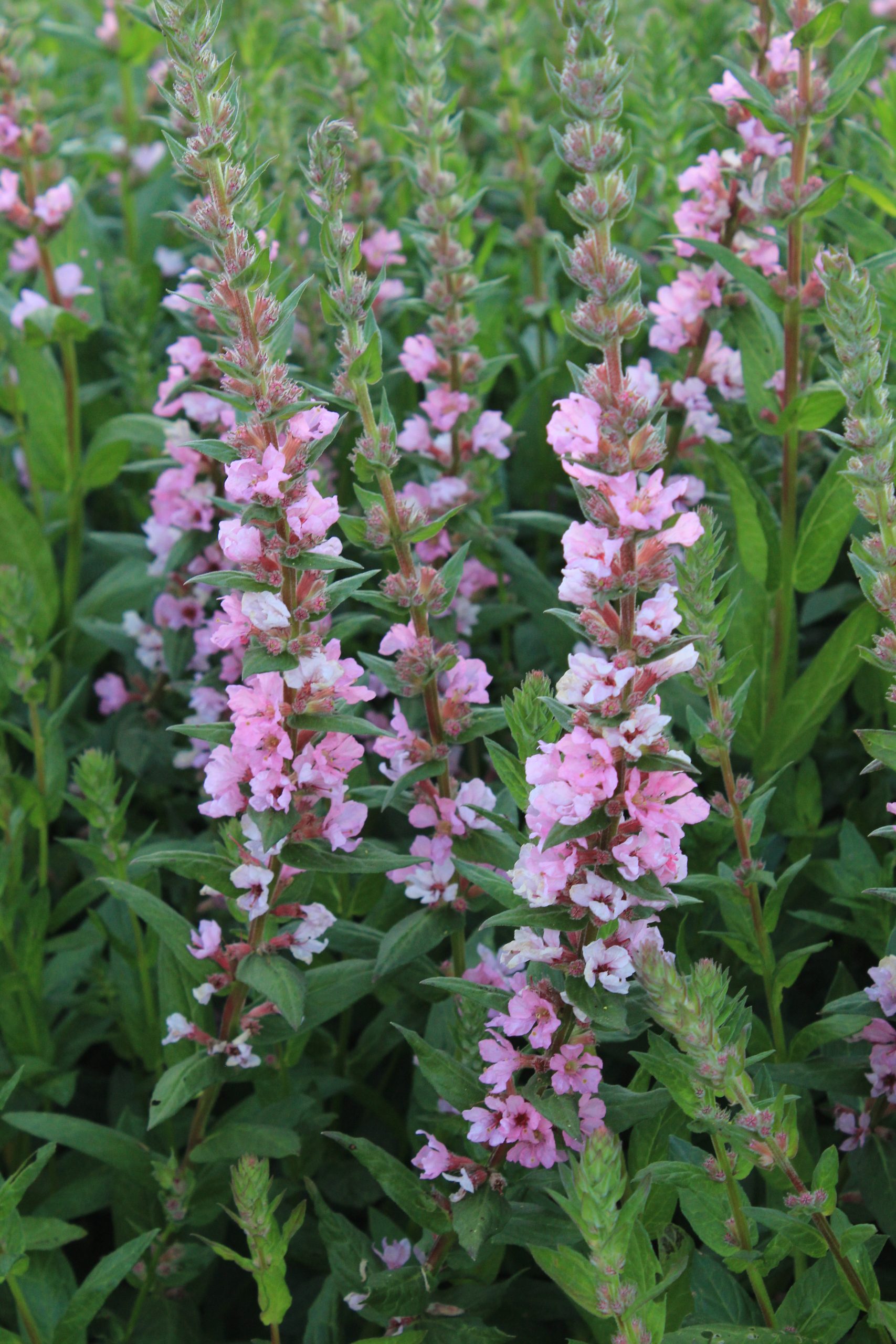 3138_lythrum_salicaria_blush_SS_001.jpeg