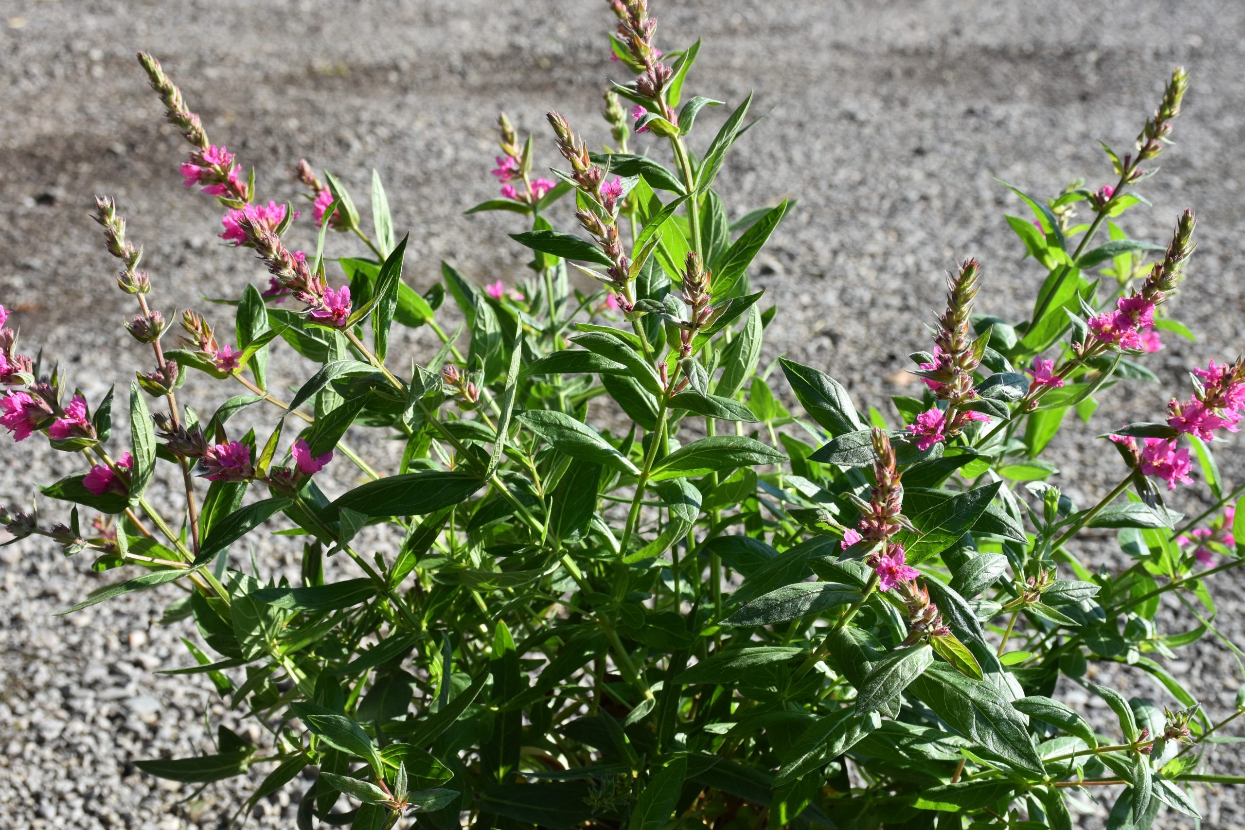 3143_lythrum_salicaria_pink_blush_XS_003.jpeg