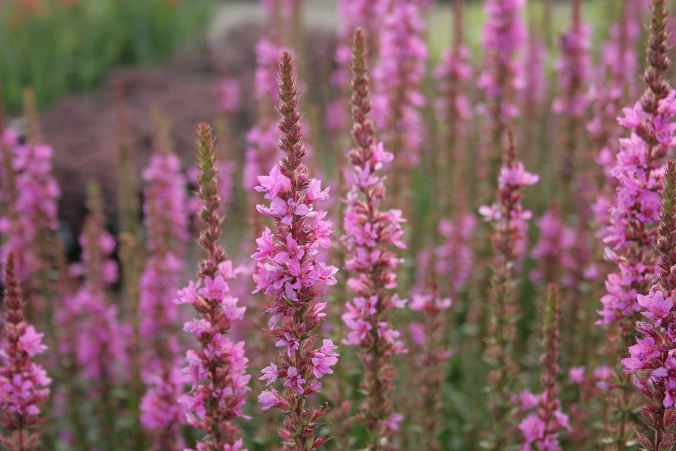 3150_lythrum_salicaria_robin_SS_001.jpeg