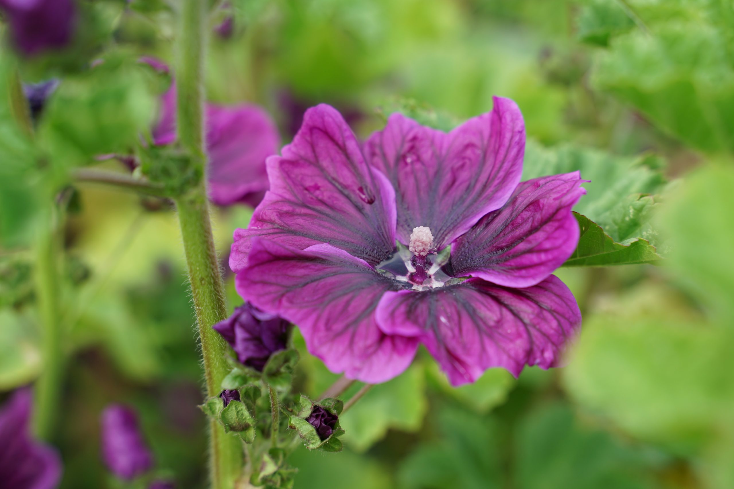 3162_malva_sylvestris_SS_001.jpeg