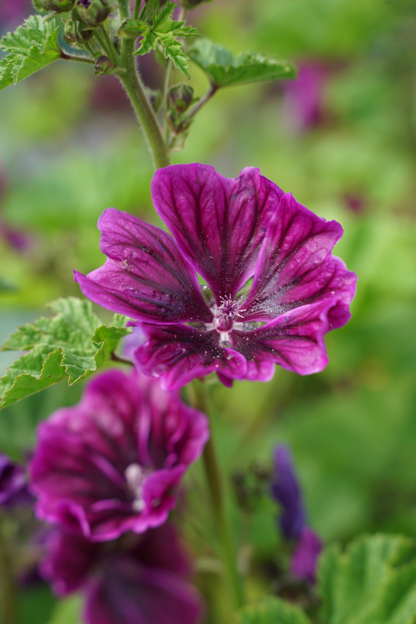 3163_malva_sylvestris_SS_002.jpeg