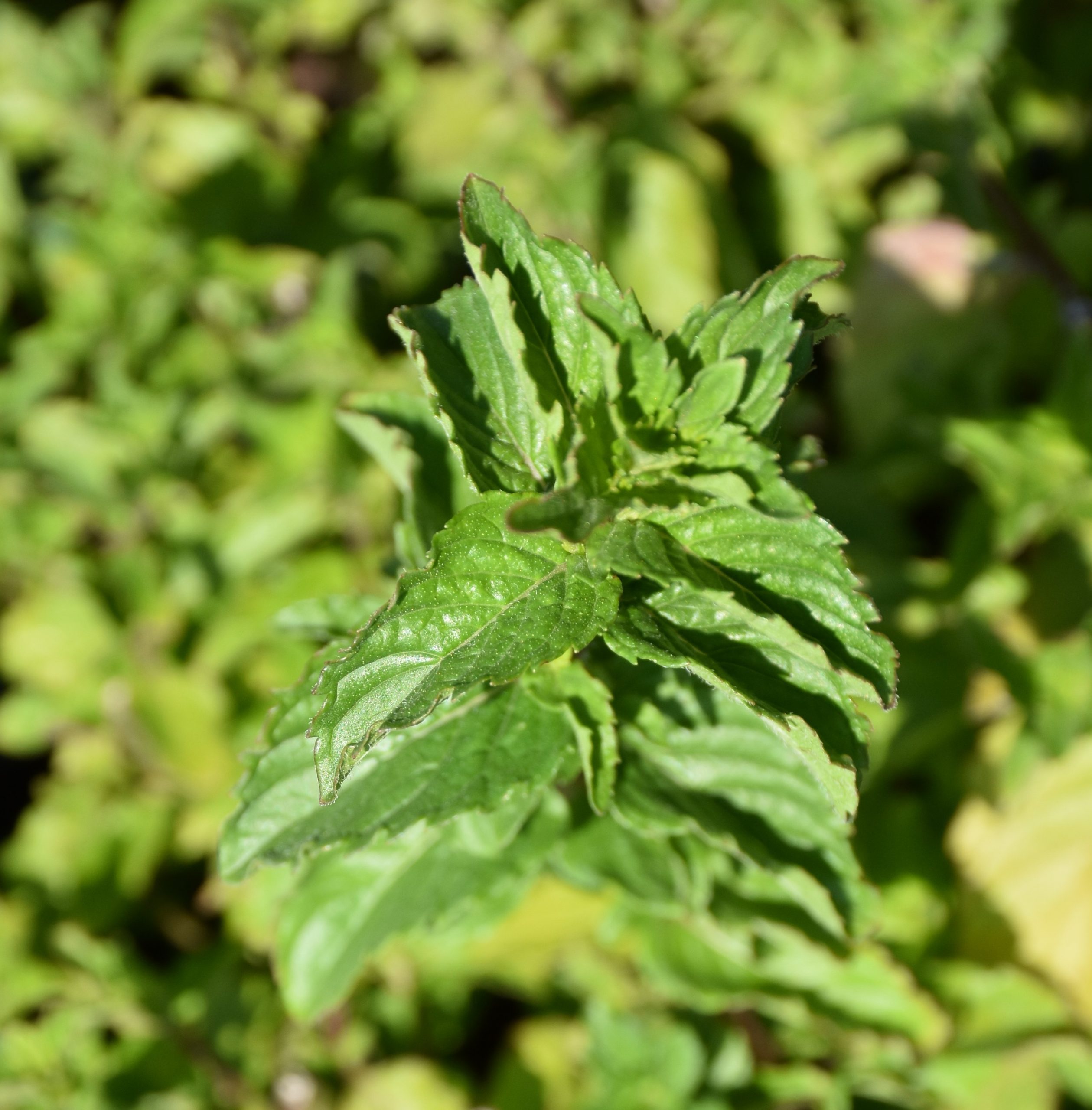 3213_mentha_spicata_spearmint_XS_002.jpeg