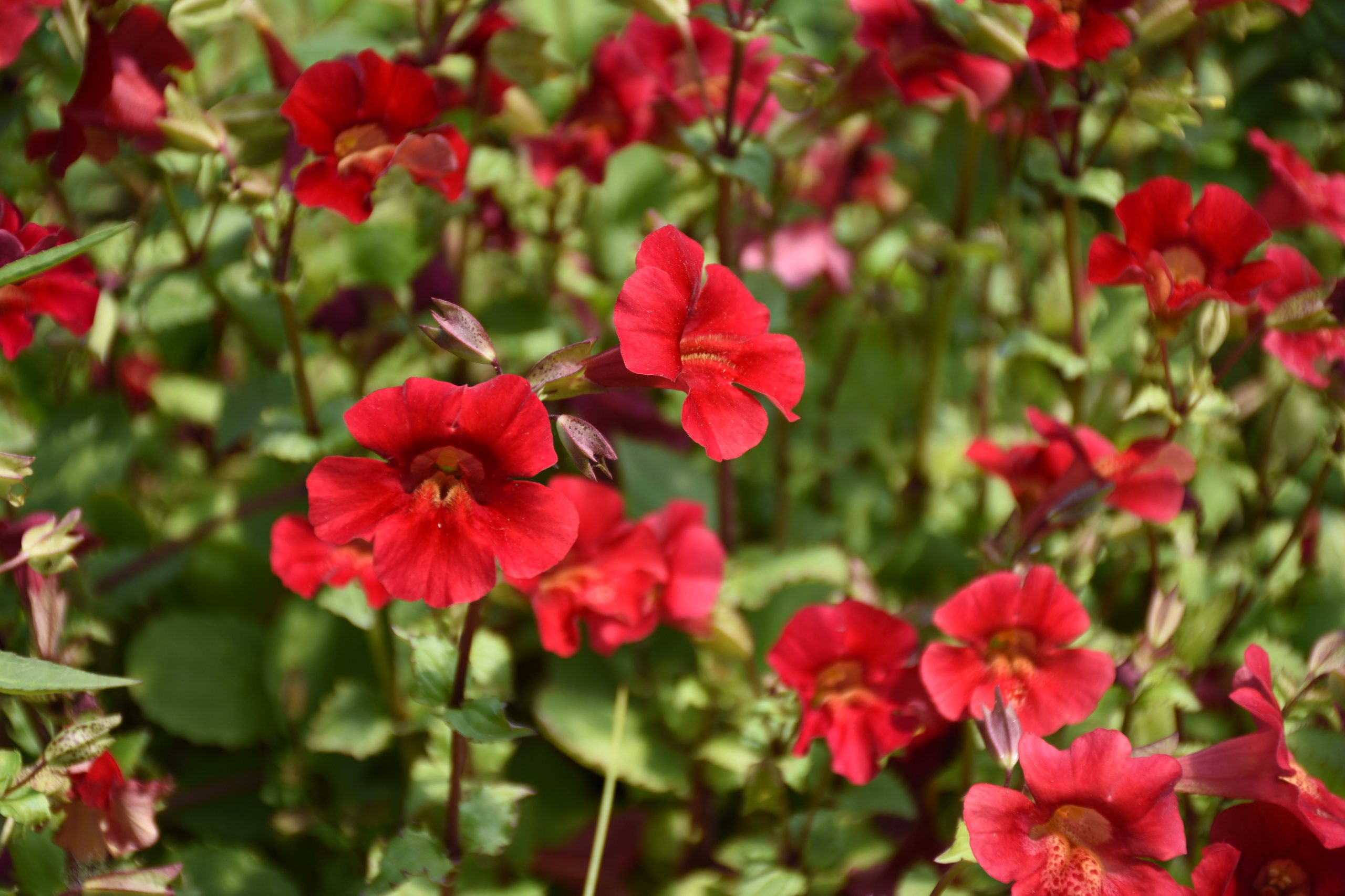 3243_mimulus_cupreus_roter_kaiser_XS_001.jpeg