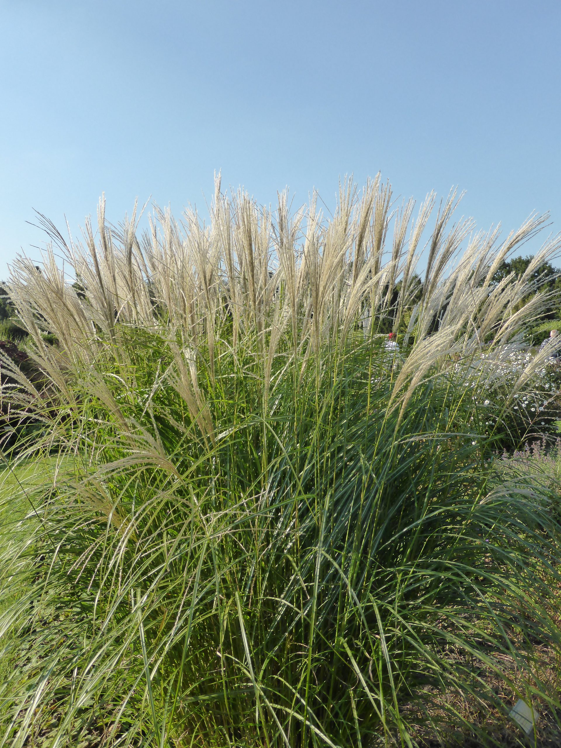 3259_miscanthus_sinensis_federweisser_SS_001.jpeg