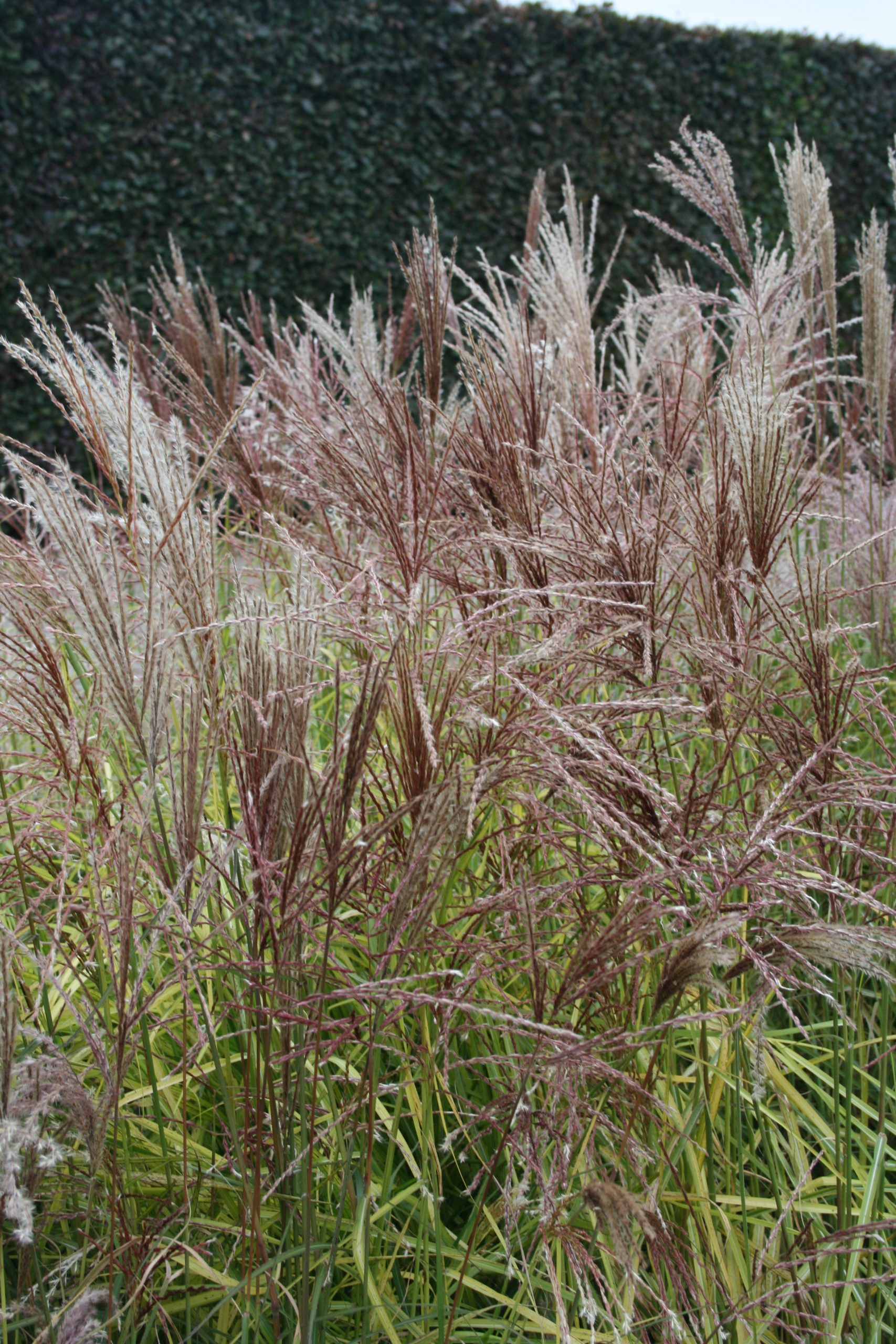 3261_miscanthus_sinensis_ferner_osten_SS_001.jpeg
